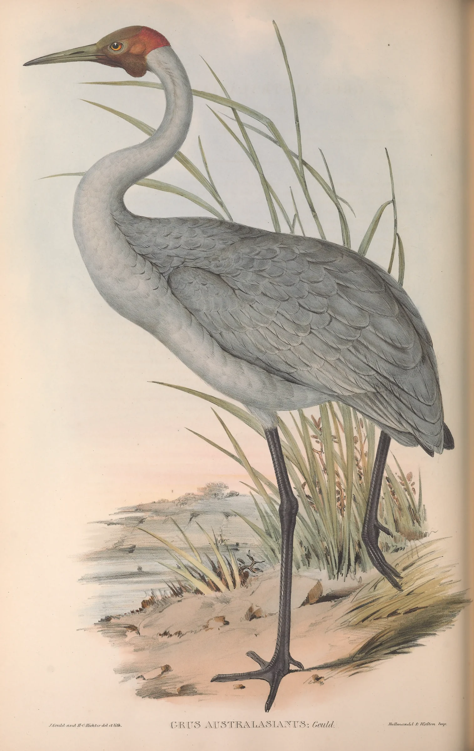 Brolga, John Gould project