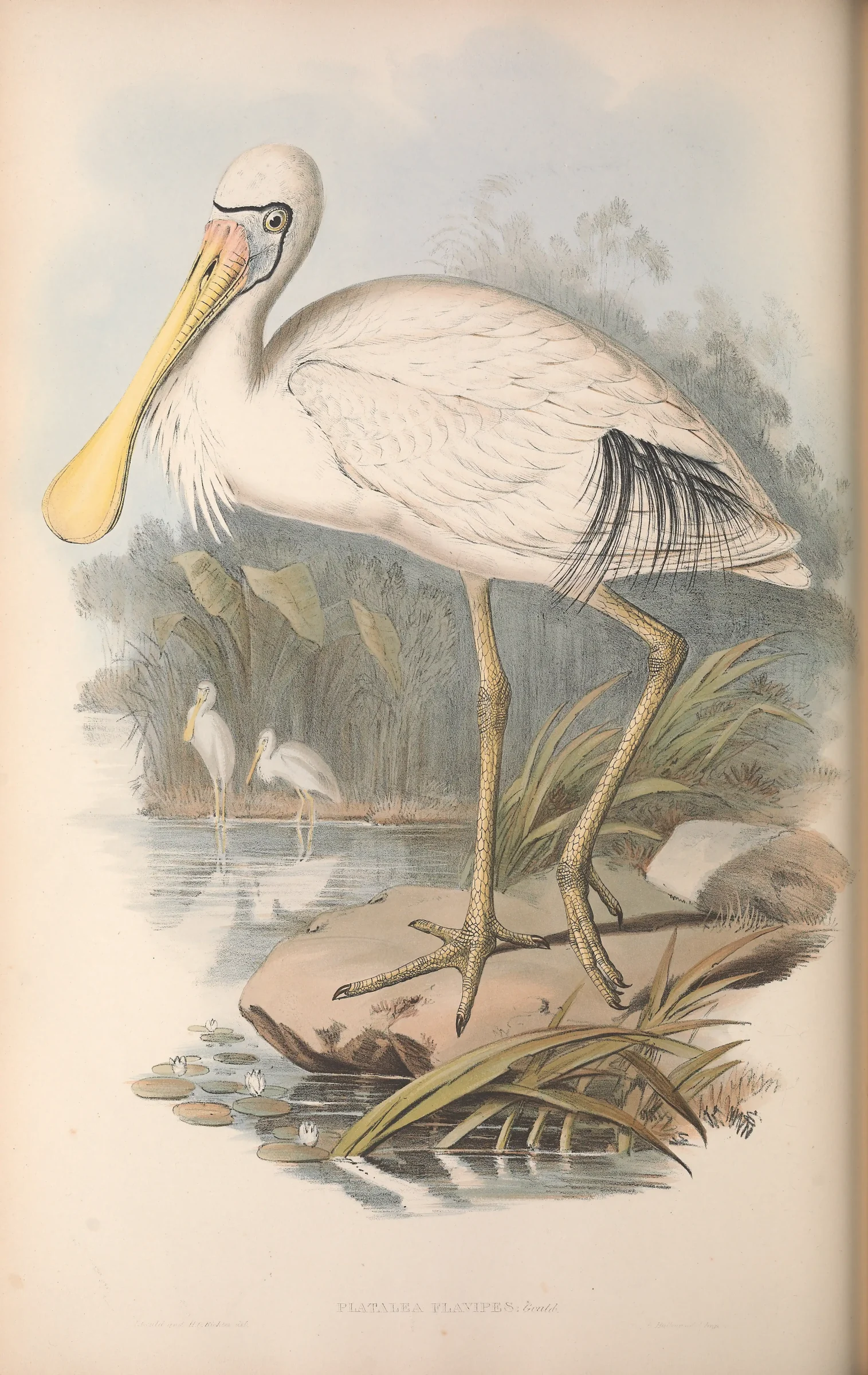 Historical bird plate: Yellow-billed Spoonbill