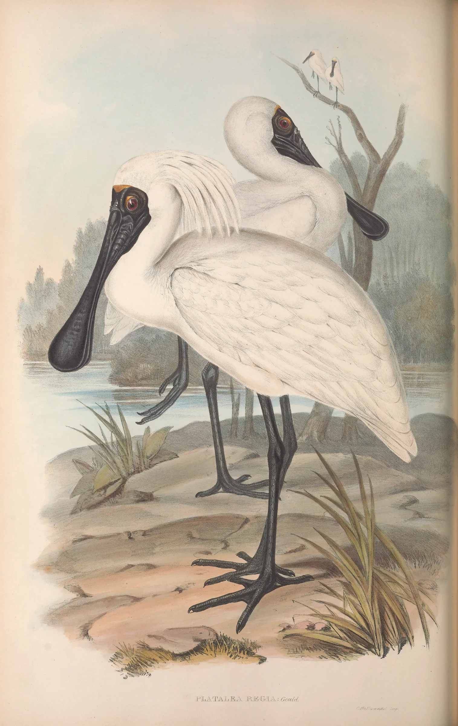 Historical bird plate: Royal Spoonbill