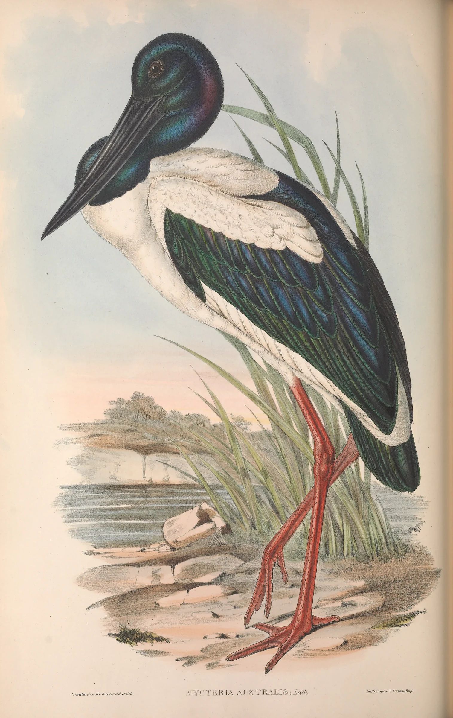 Historical bird plate: Black-necked Stork
