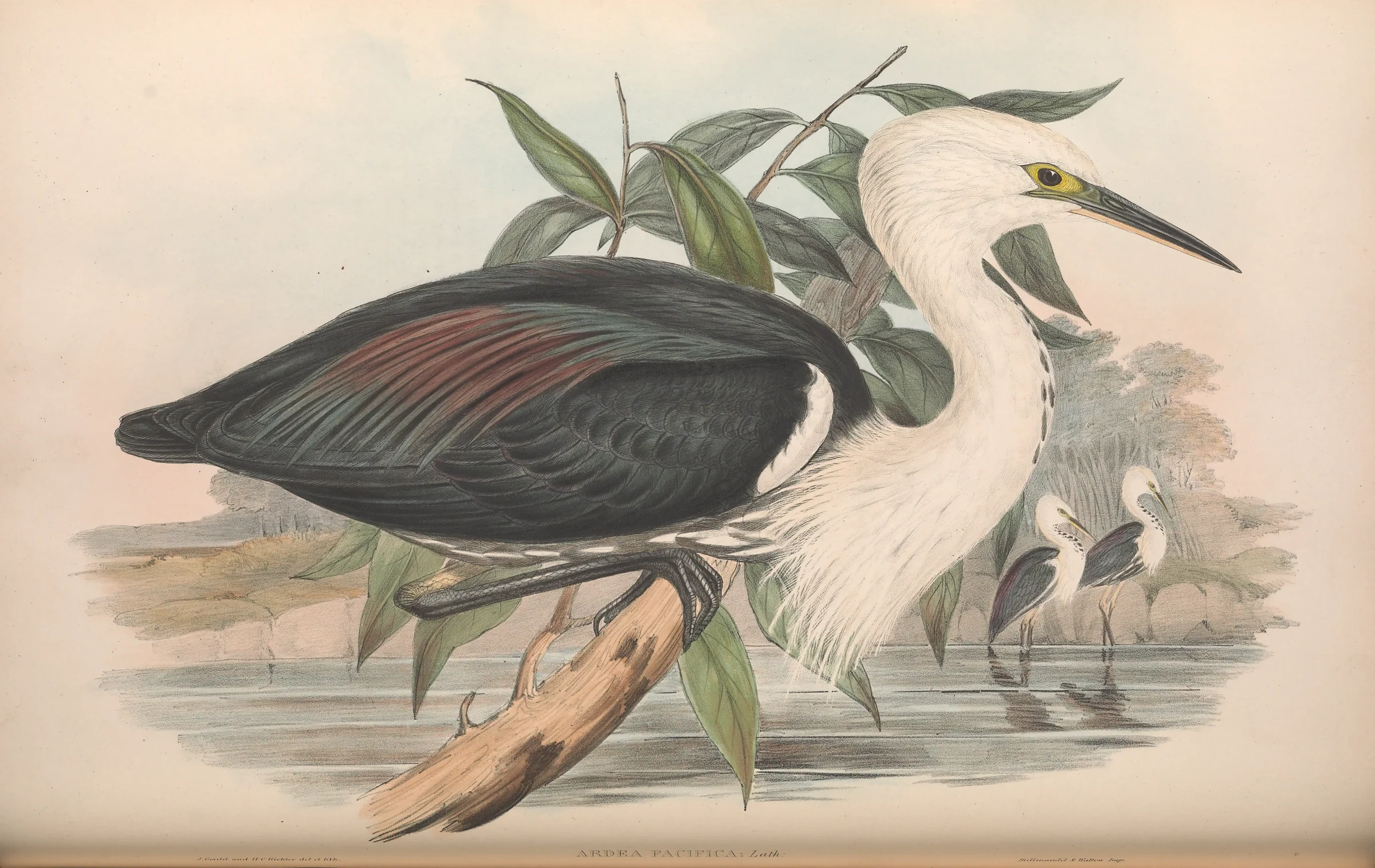 Historical bird plate: White-necked Heron