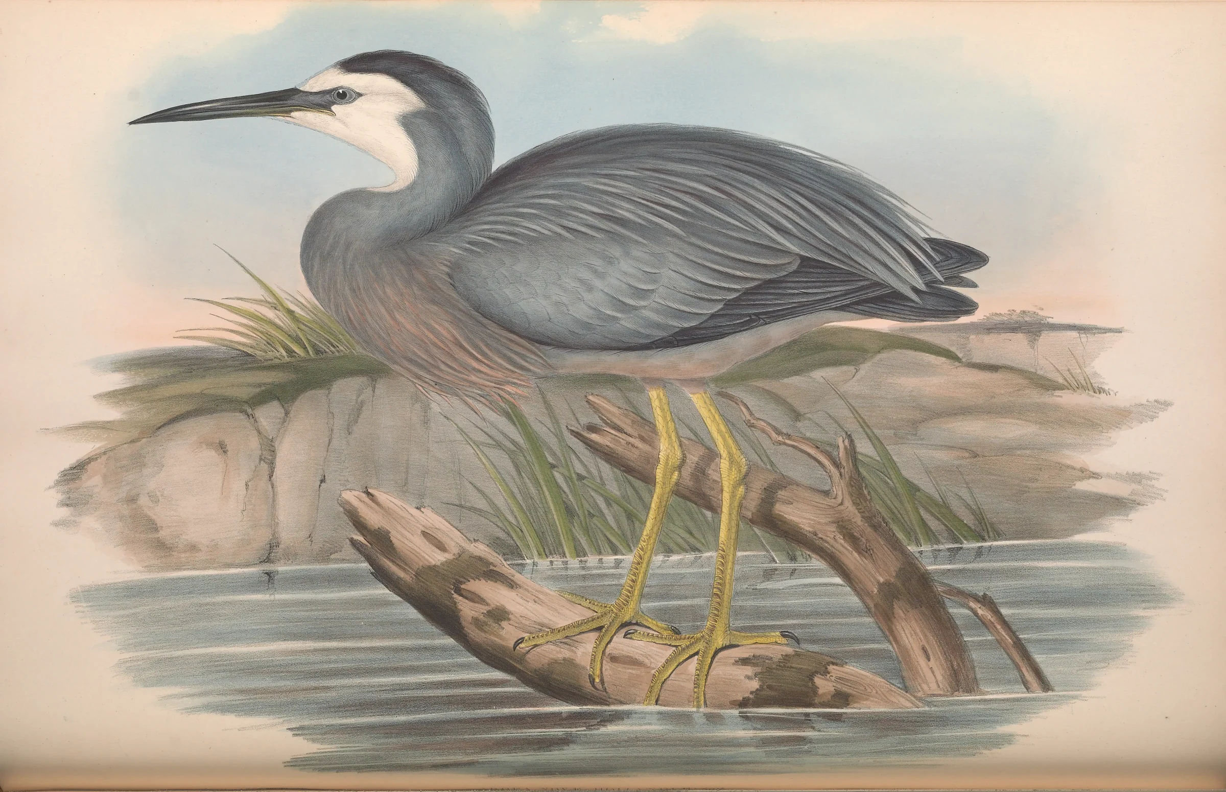 Historical bird plate: White-faced Heron