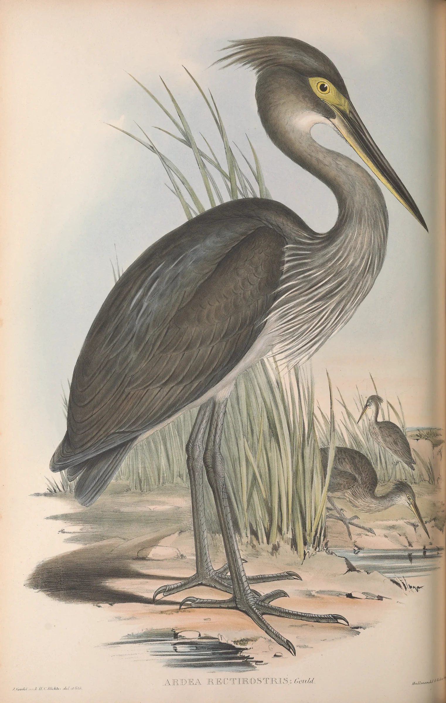 Historical bird plate: Great-billed Heron