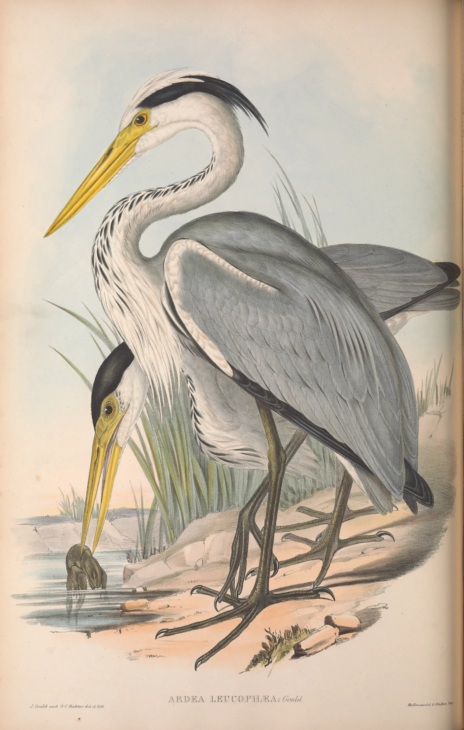 Historical bird plate: Grey Heron