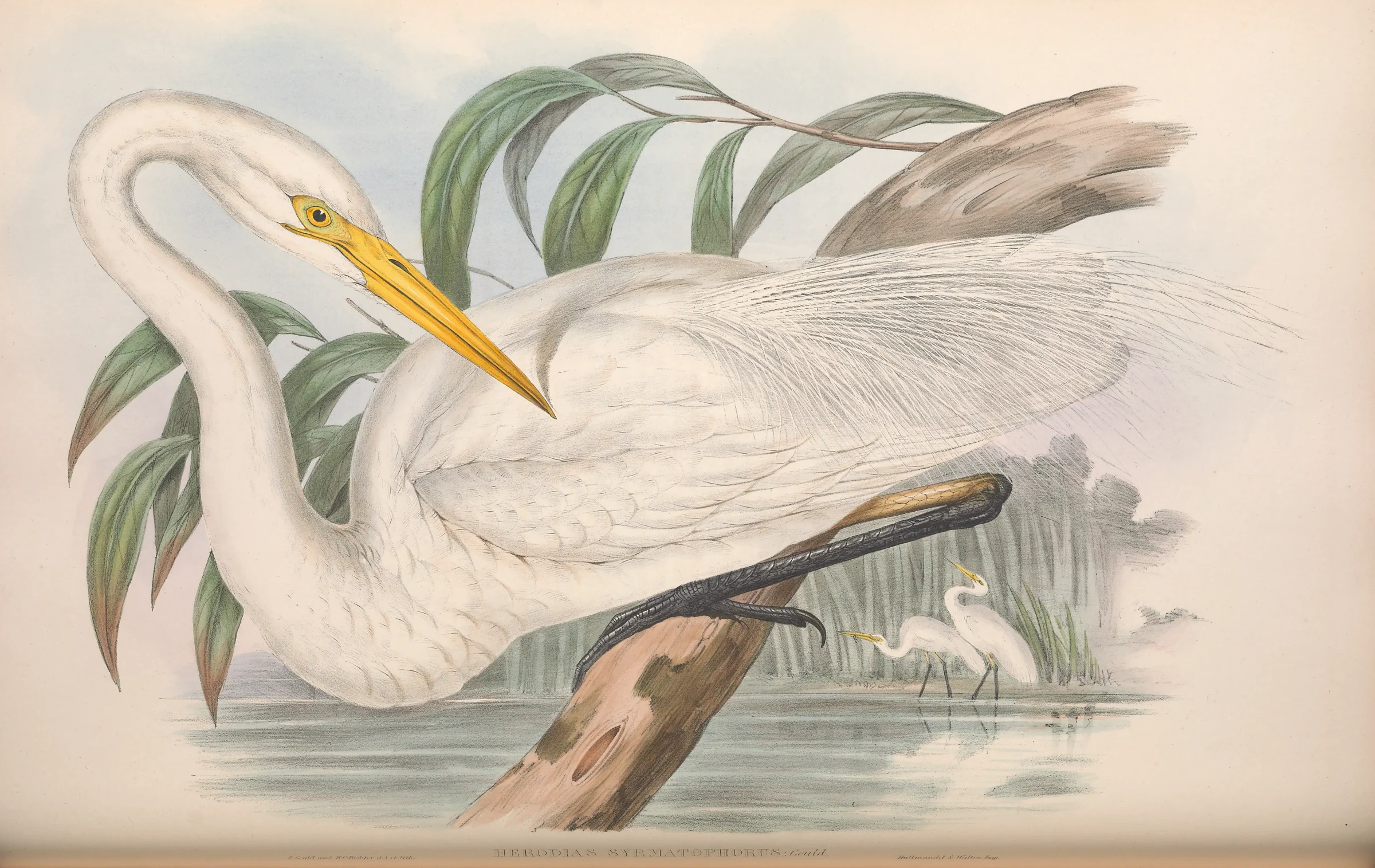 Historical bird plate: Great Egret