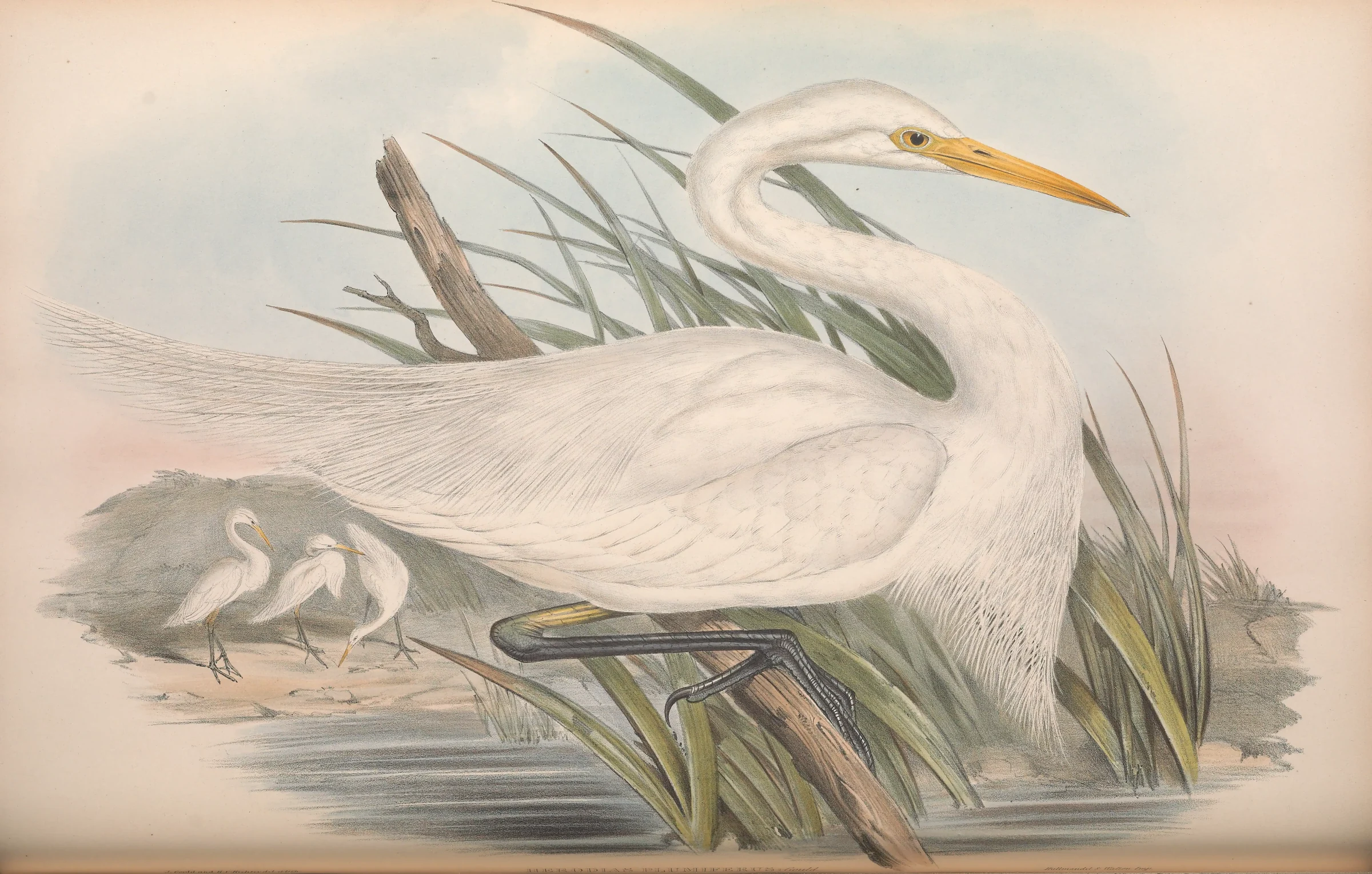 Historical bird plate: Plumed Egret