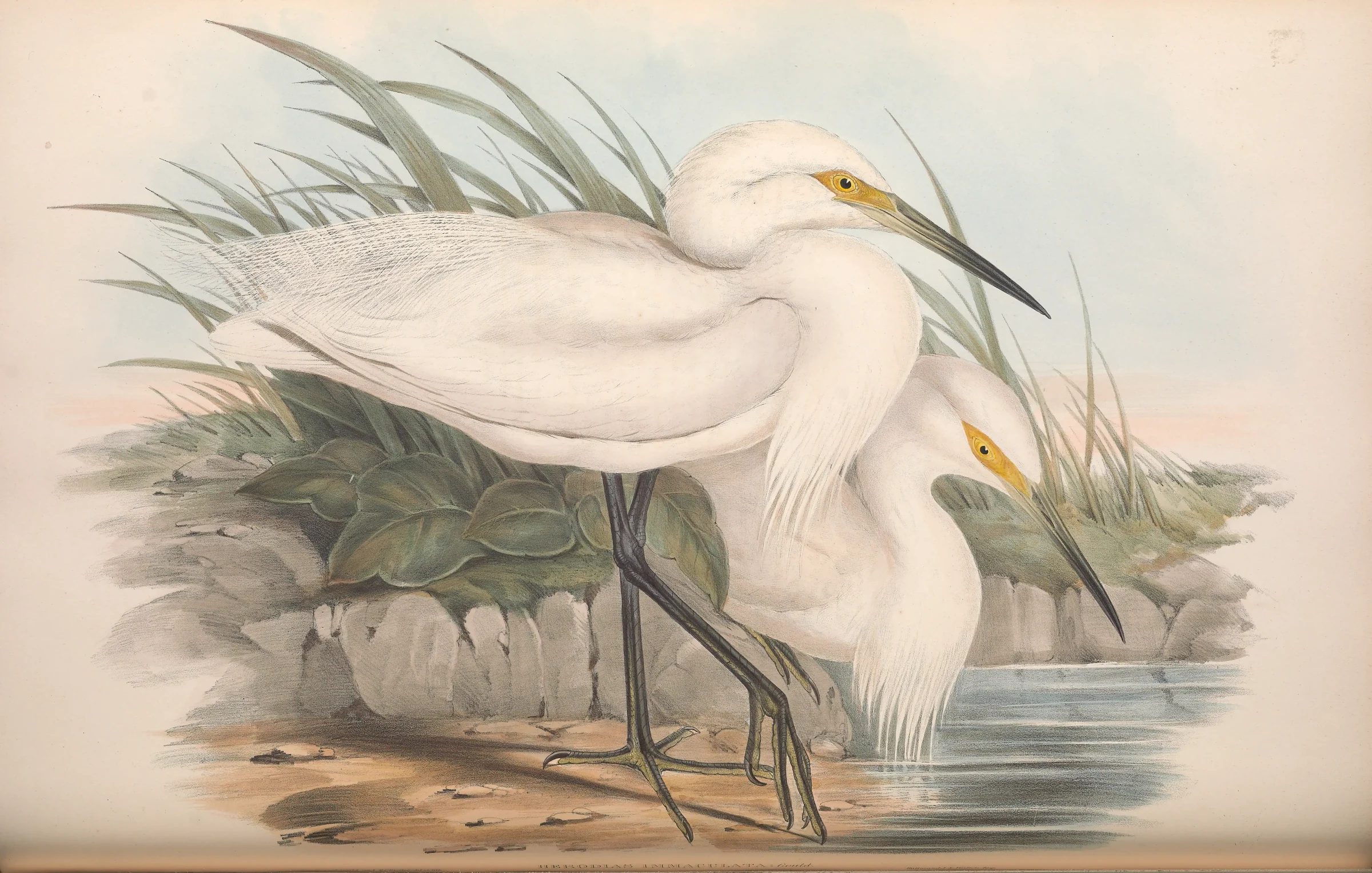 Historical bird plate: Little Egret