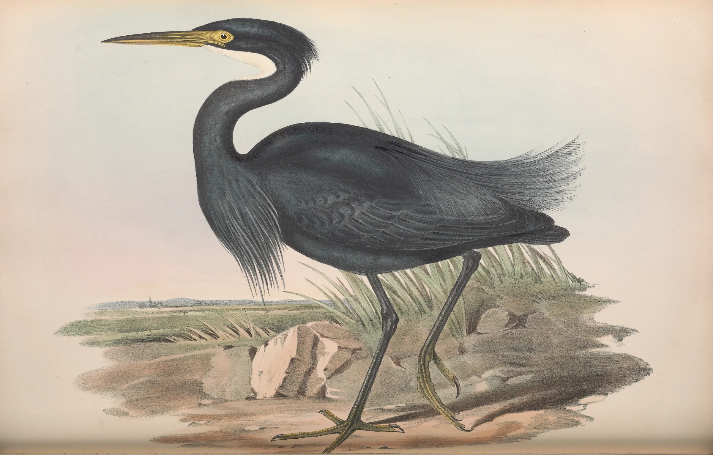 Historical bird plate: Pacific Reef Heron