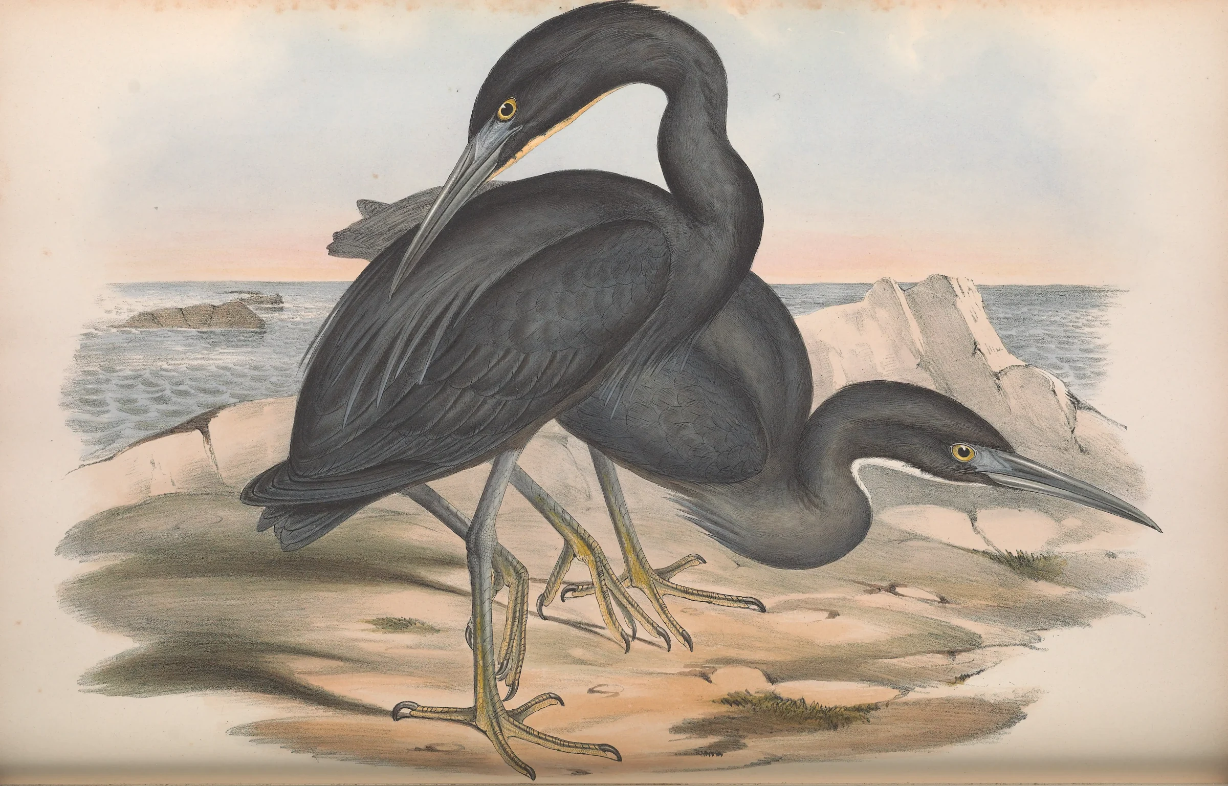 Historical bird plate: Pacific Reef Heron