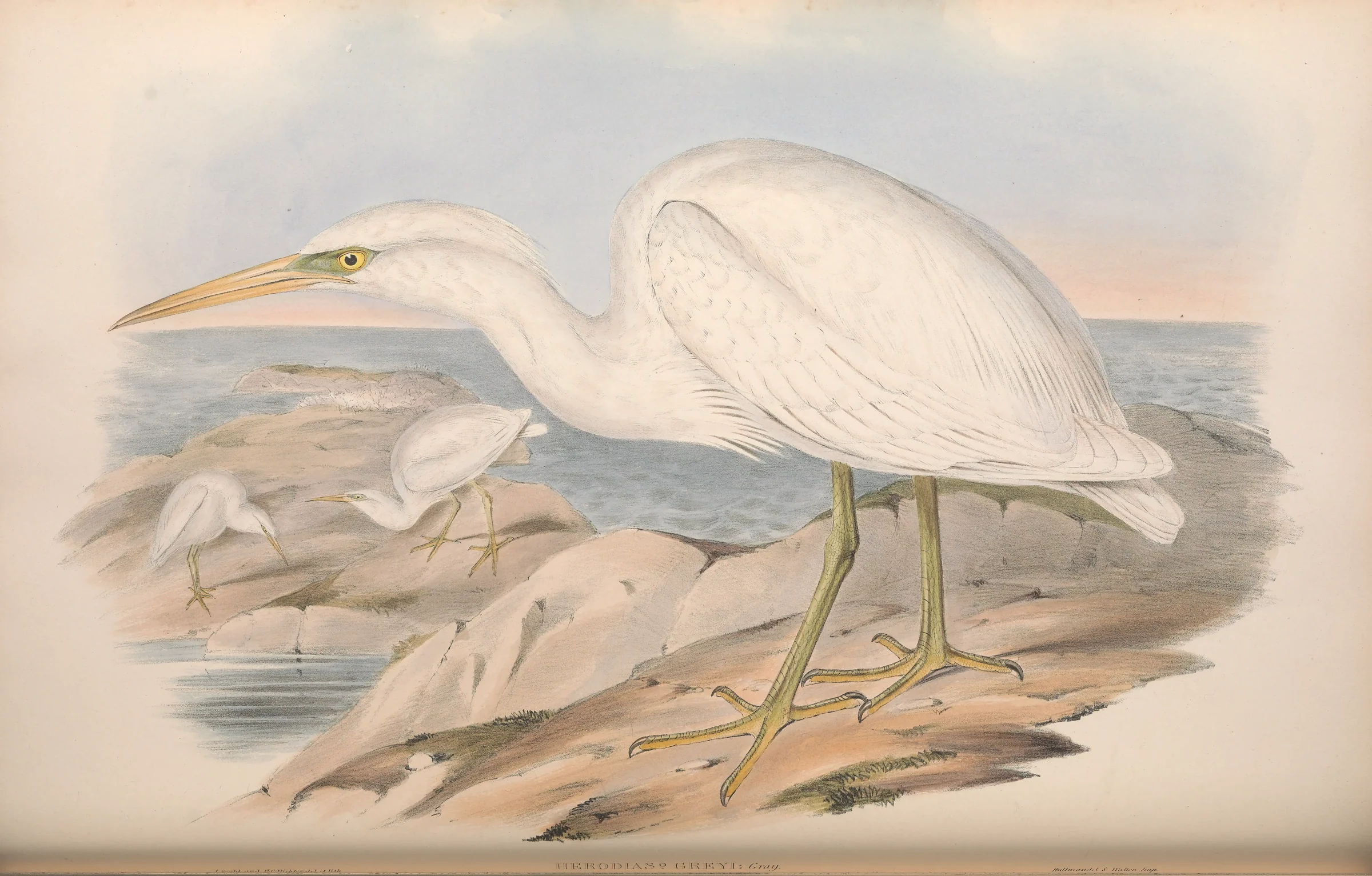 Historical bird plate: Pacific Reef Heron