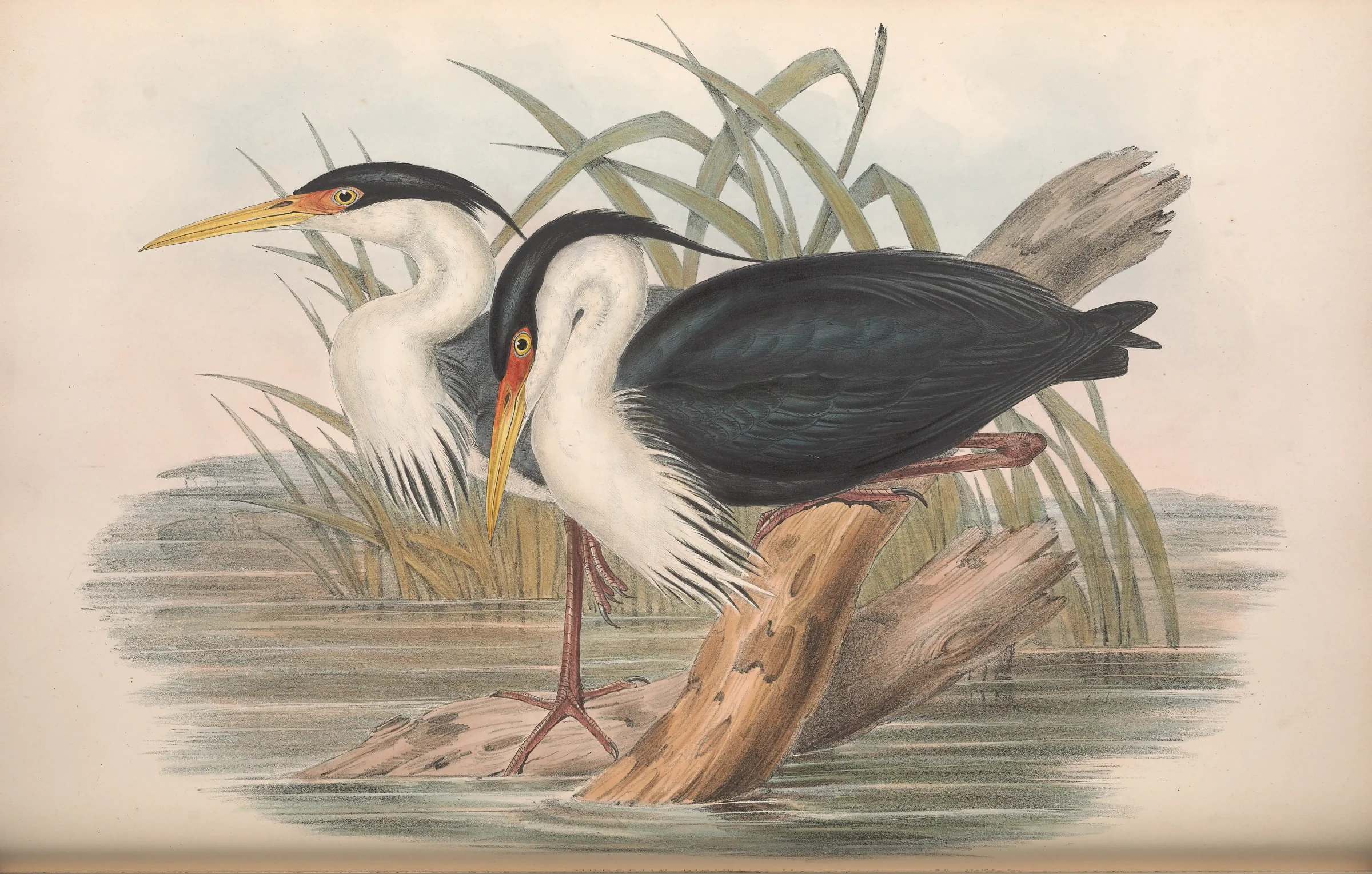 Historical bird plate: Pied Heron