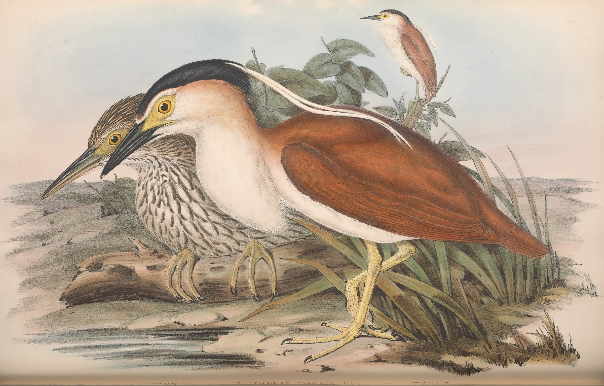 Historical bird plate: Nankeen Night Heron