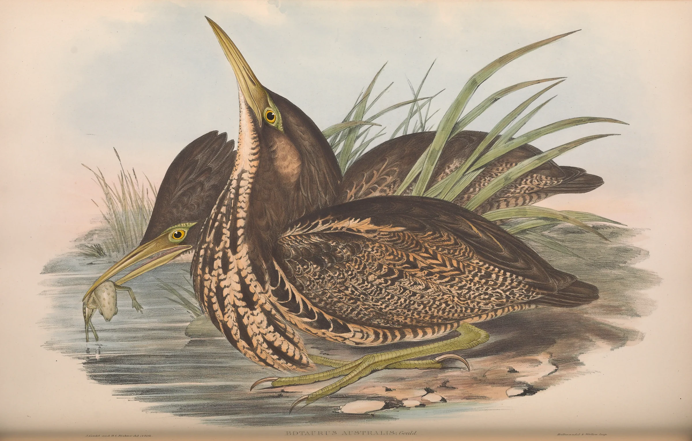 Historical bird plate: Australasian Bittern