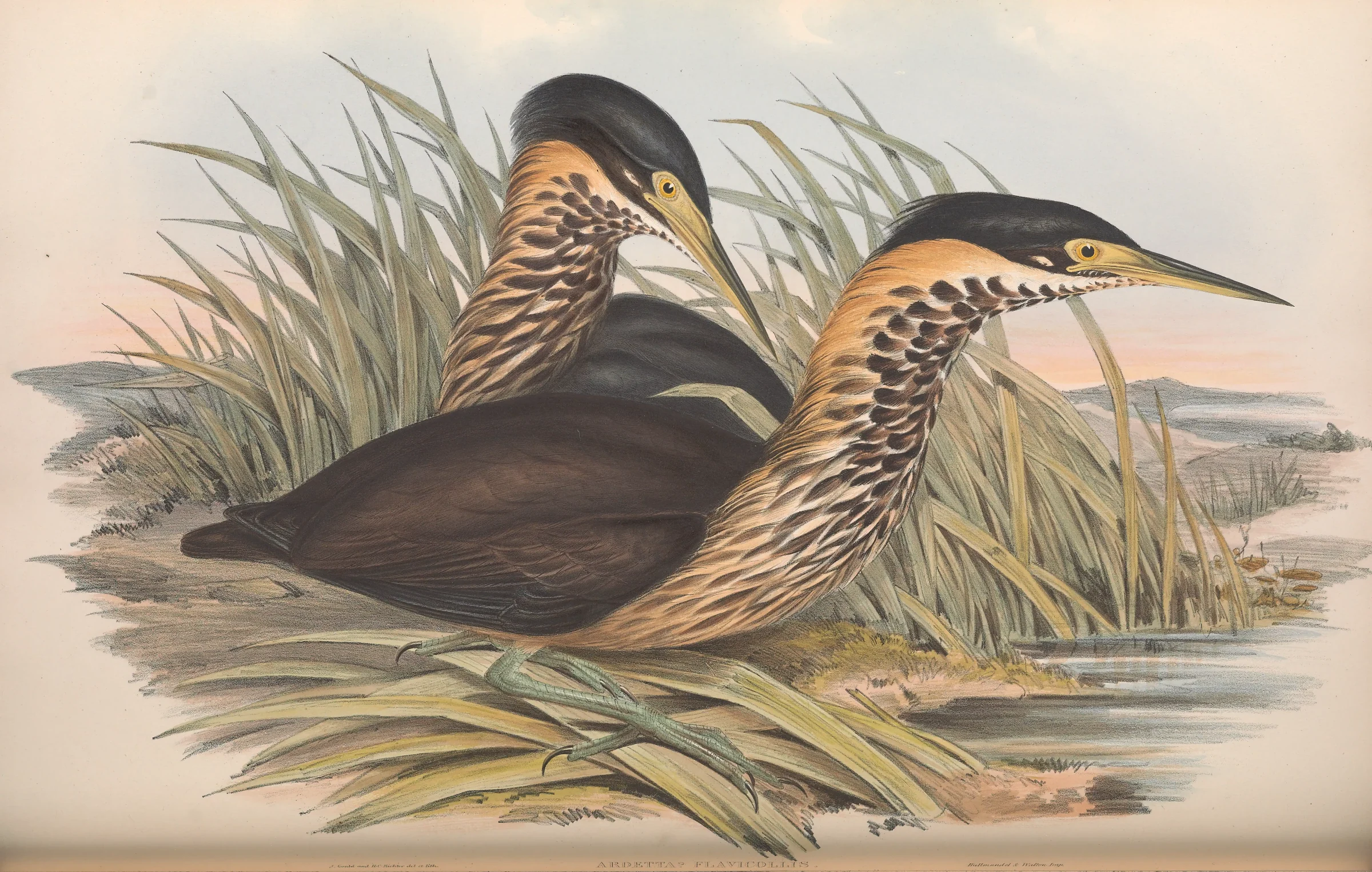 Historical bird plate: Black Bittern