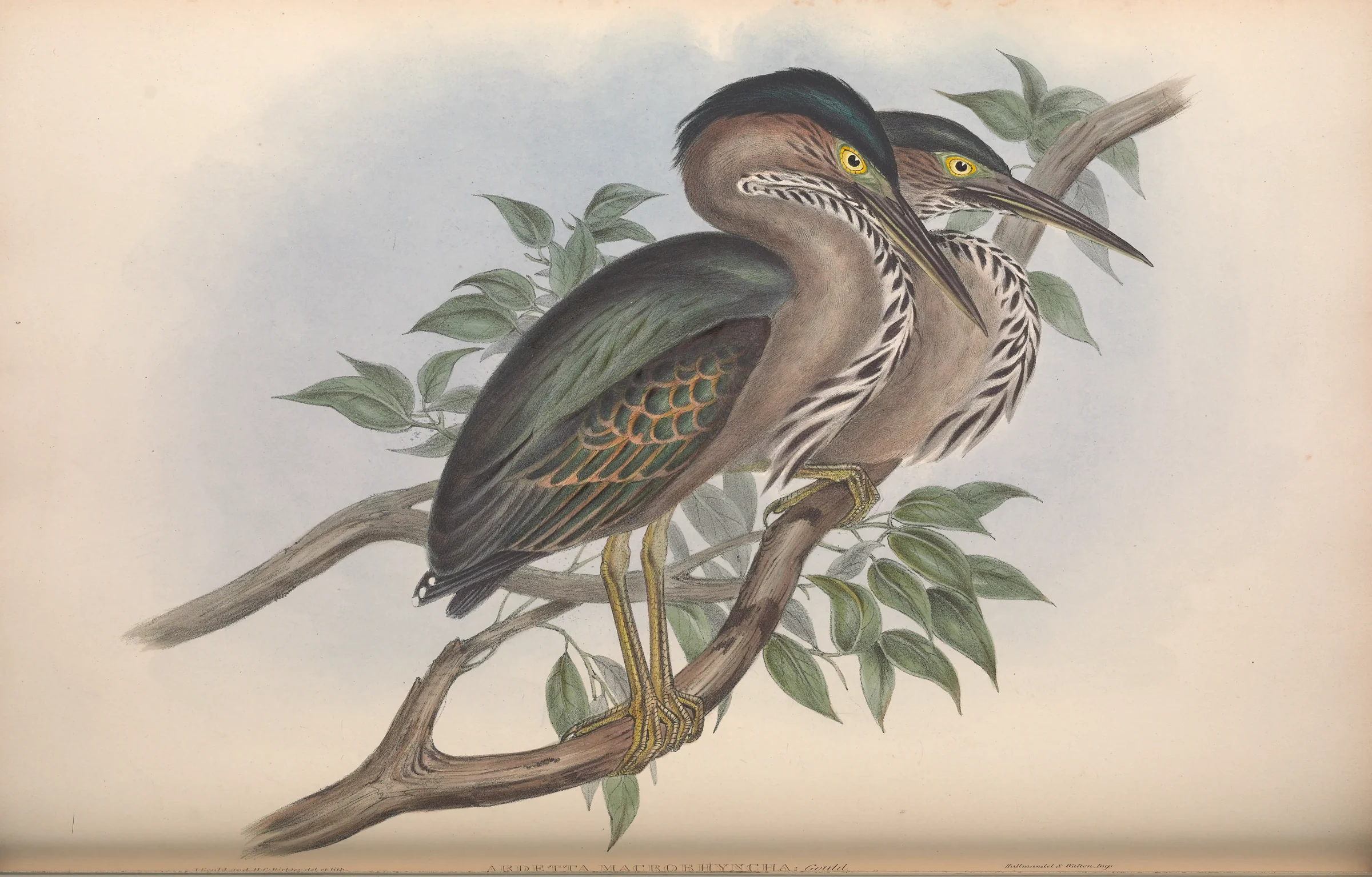 Historical bird plate: Little Heron