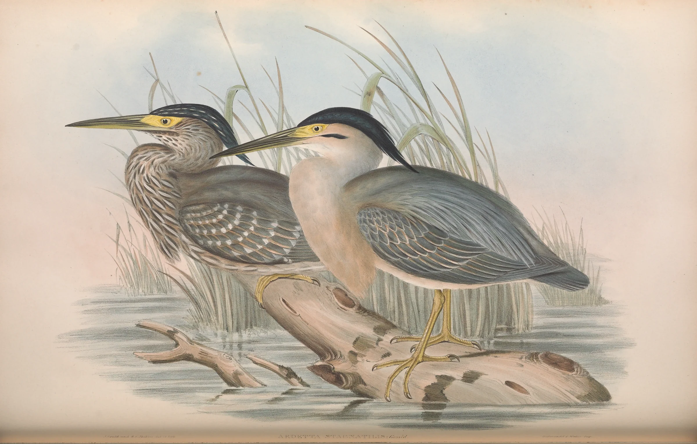 Historical bird plate: Little Heron