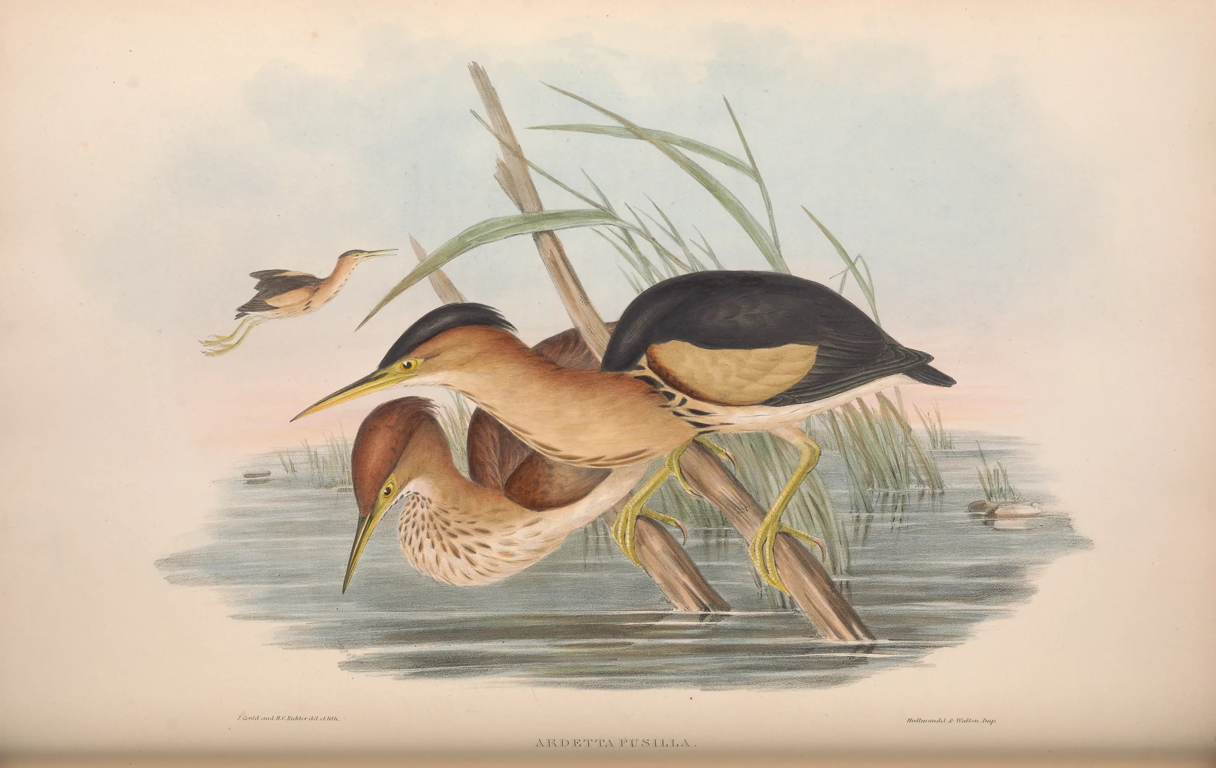 Historical bird plate: Black-backed Bittern