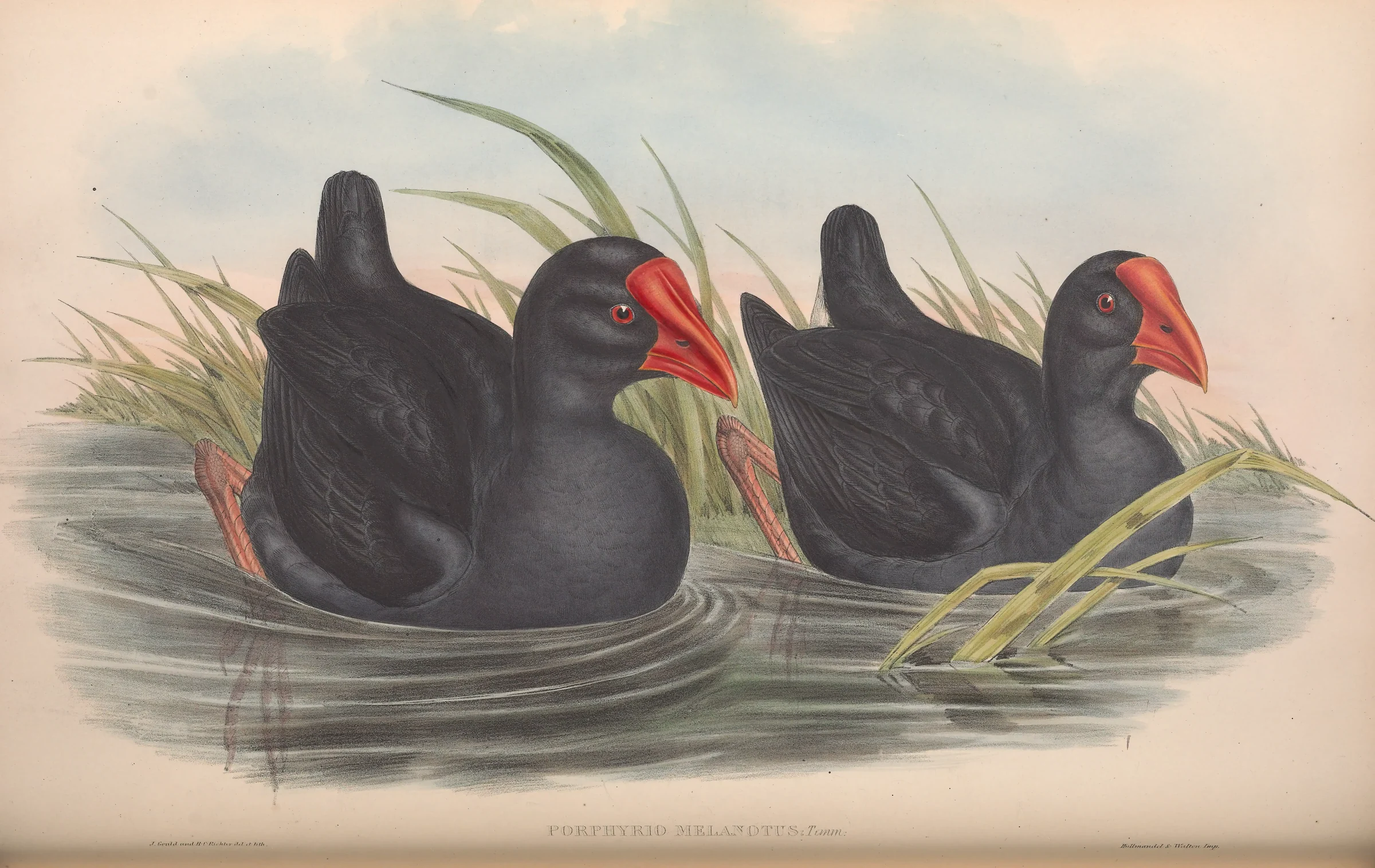 Historical bird plate: Purple Swamphen