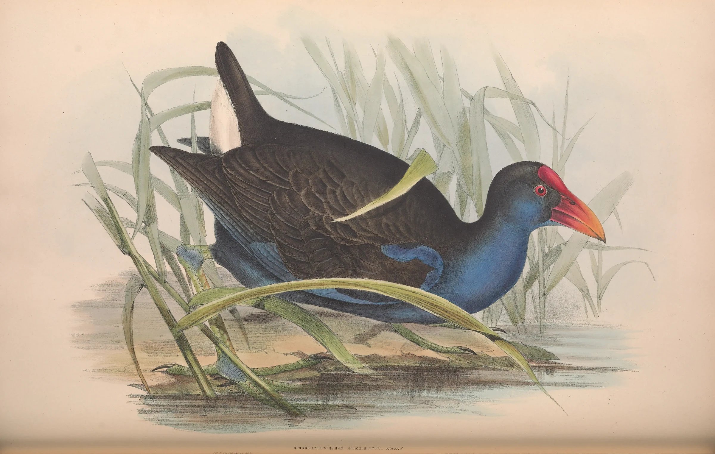 Historical bird plate: Purple Swamphen