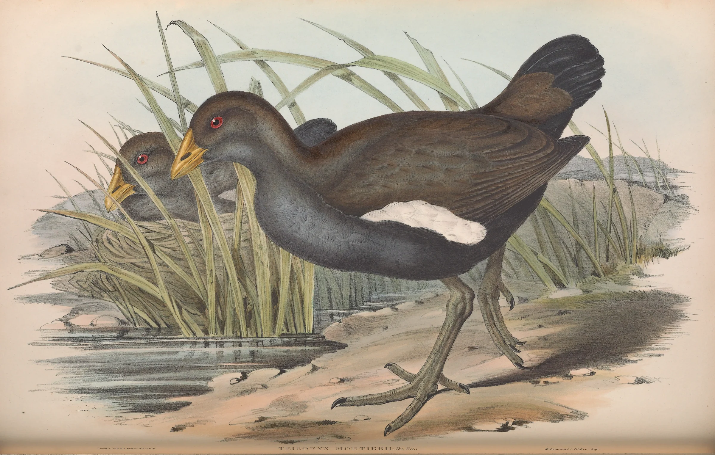 Historical bird plate: Tasmanian Nativehen