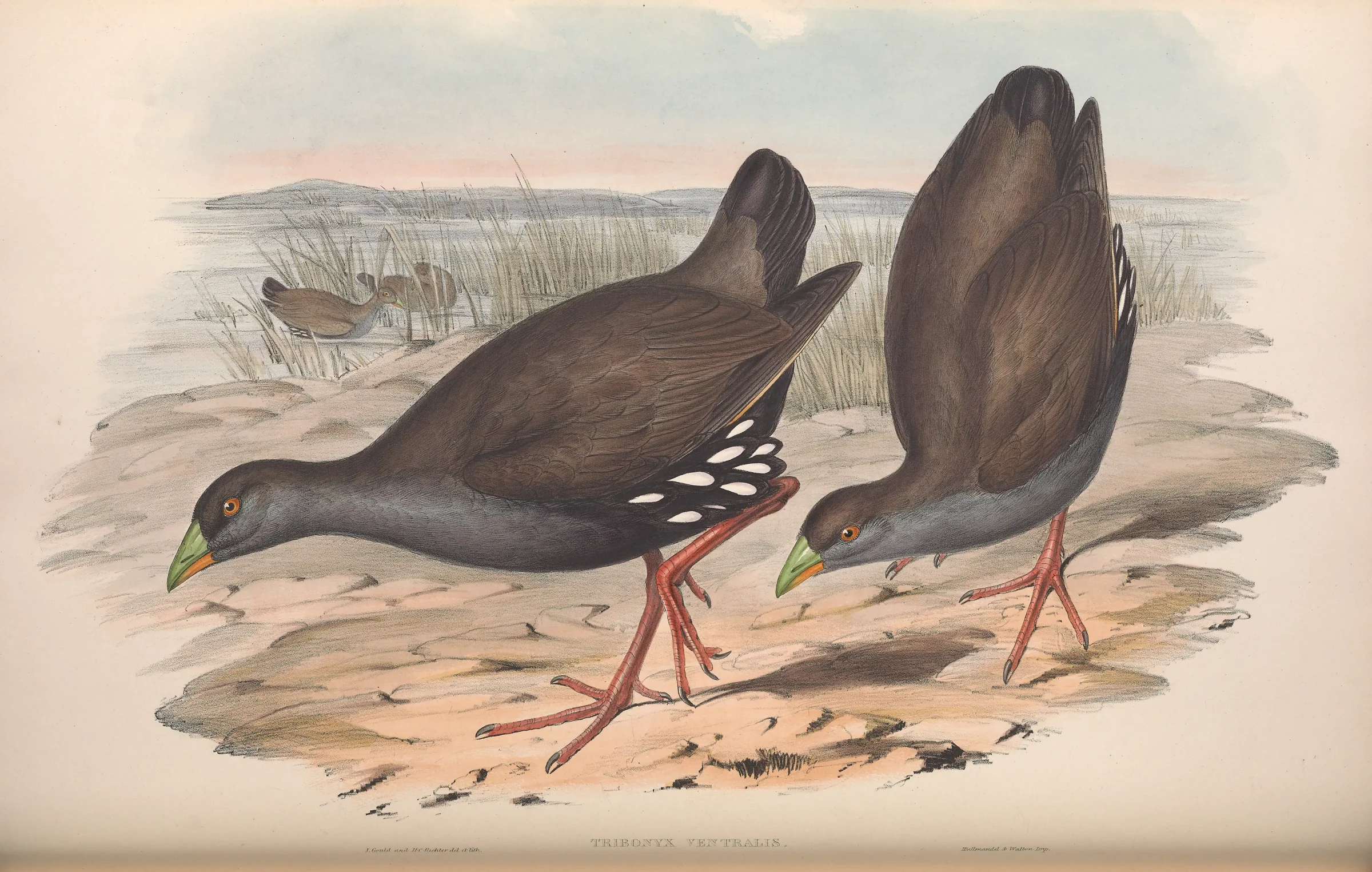 Historical bird plate: Black-tailed Nativehen