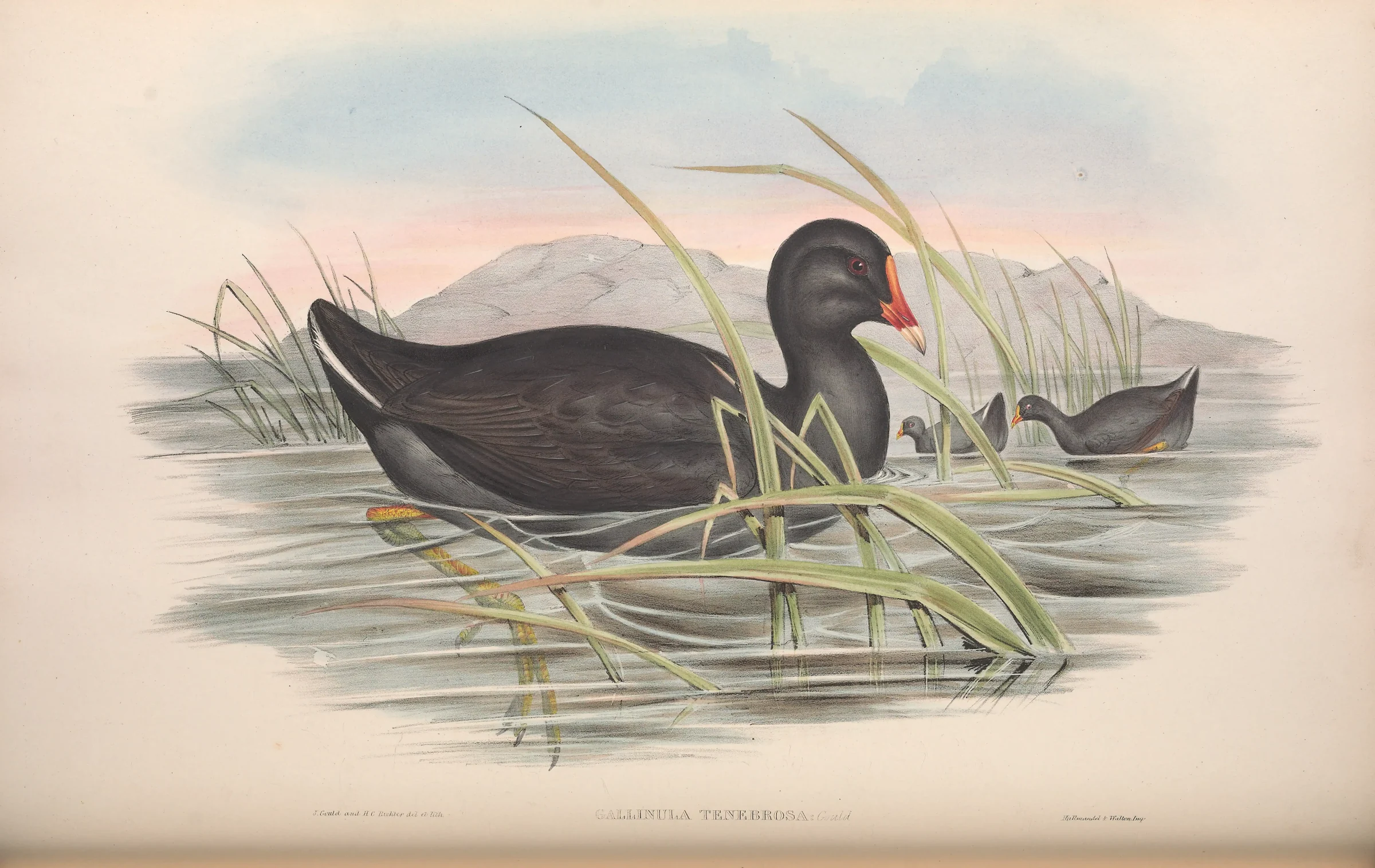 Historical bird plate: Dusky Moorhen