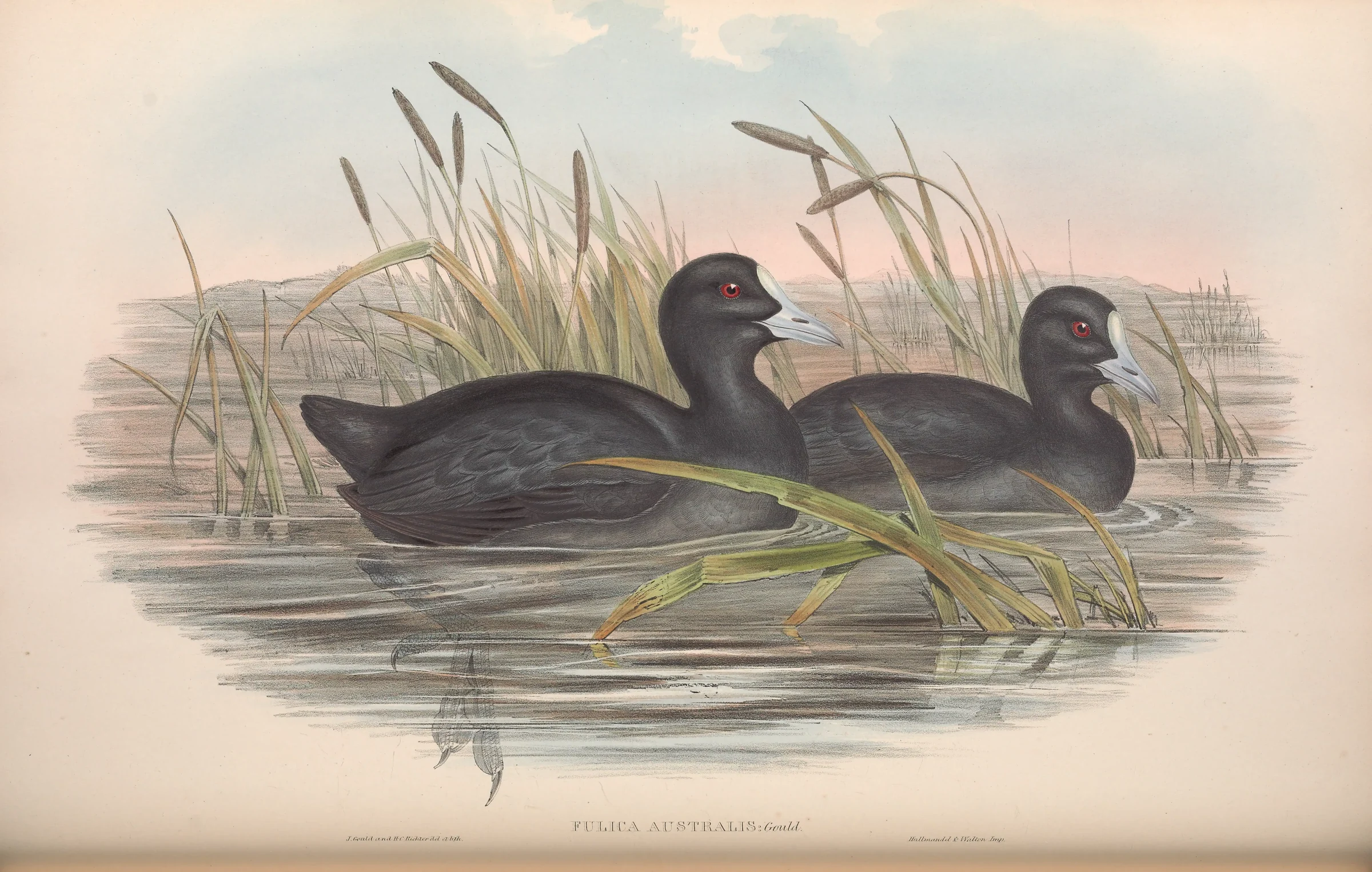 Historical bird plate: Eurasian Coot