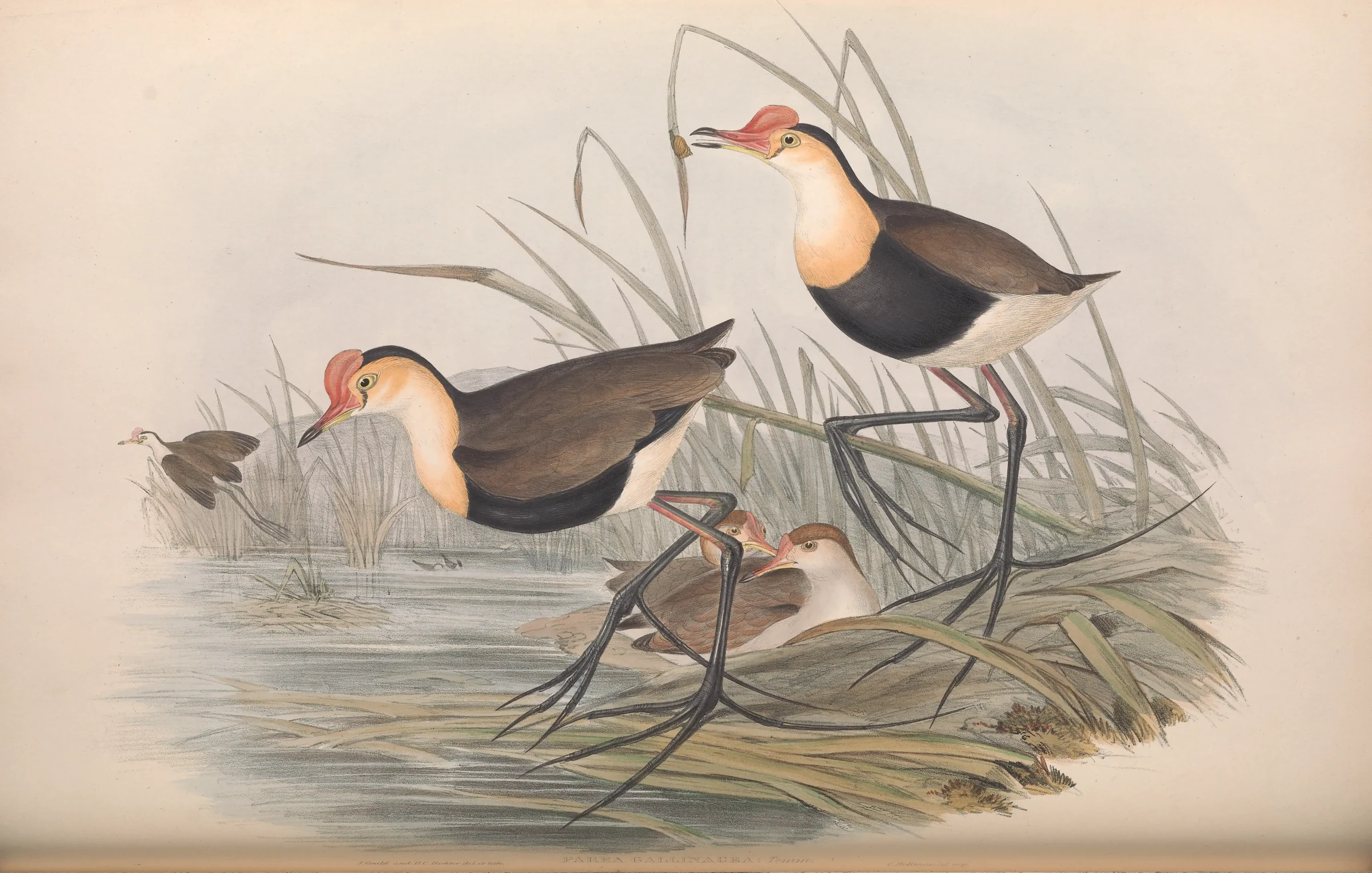 Historical bird plate: Comb-crested Jacana