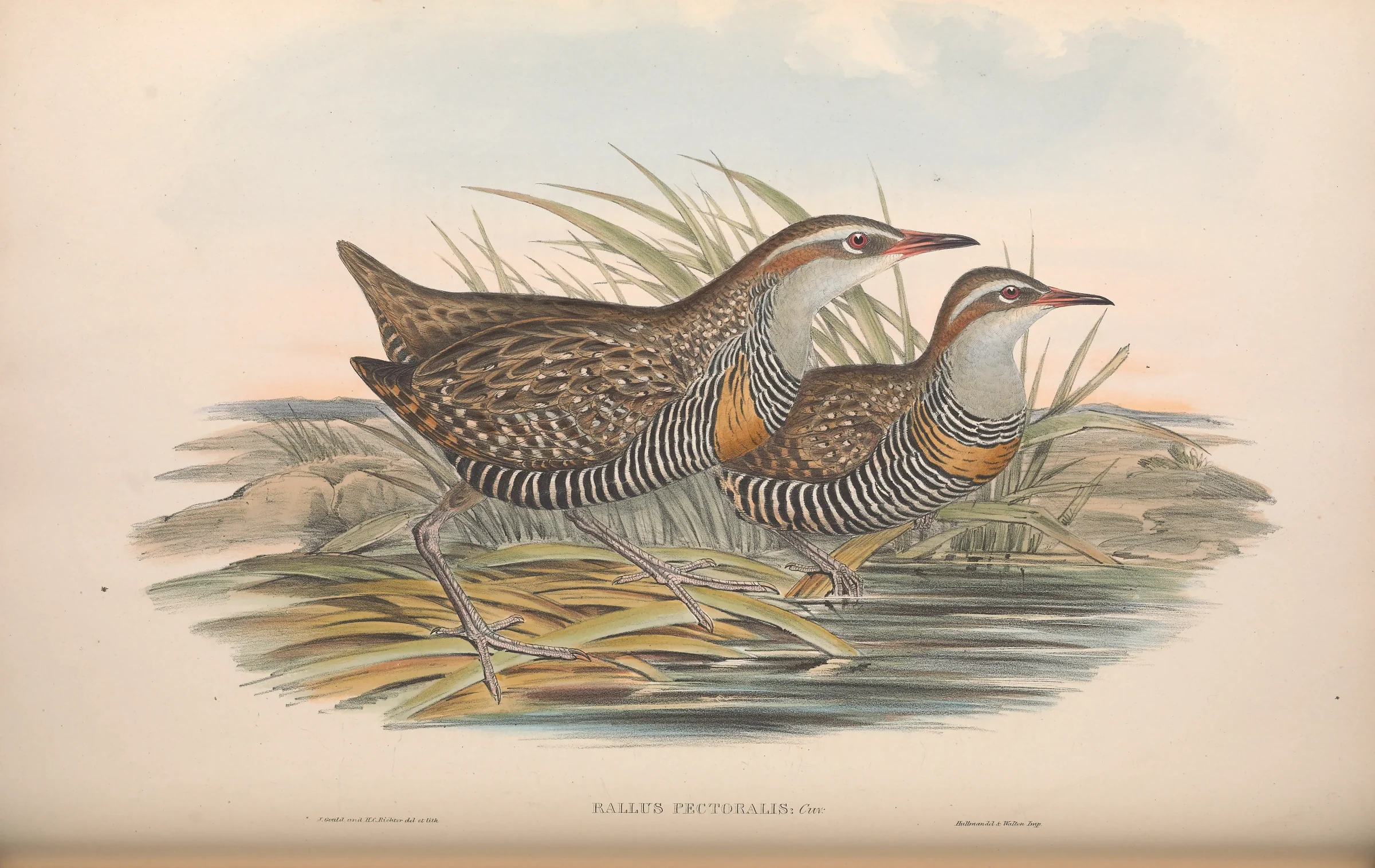 Historical bird plate: Lewin's Rail