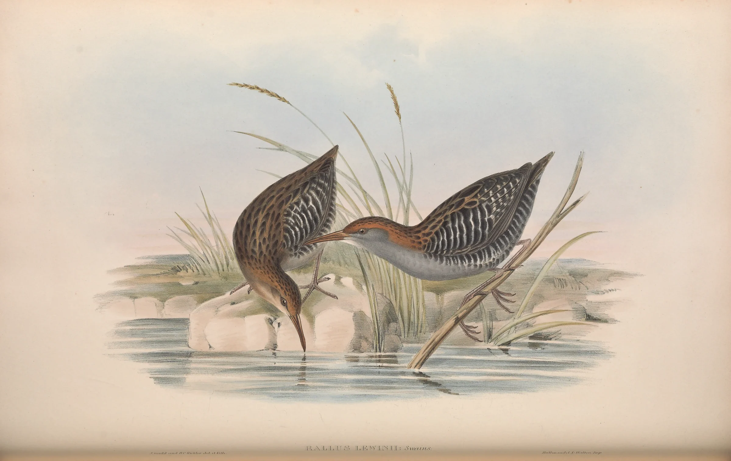 Historical bird plate: Lewin's Rail