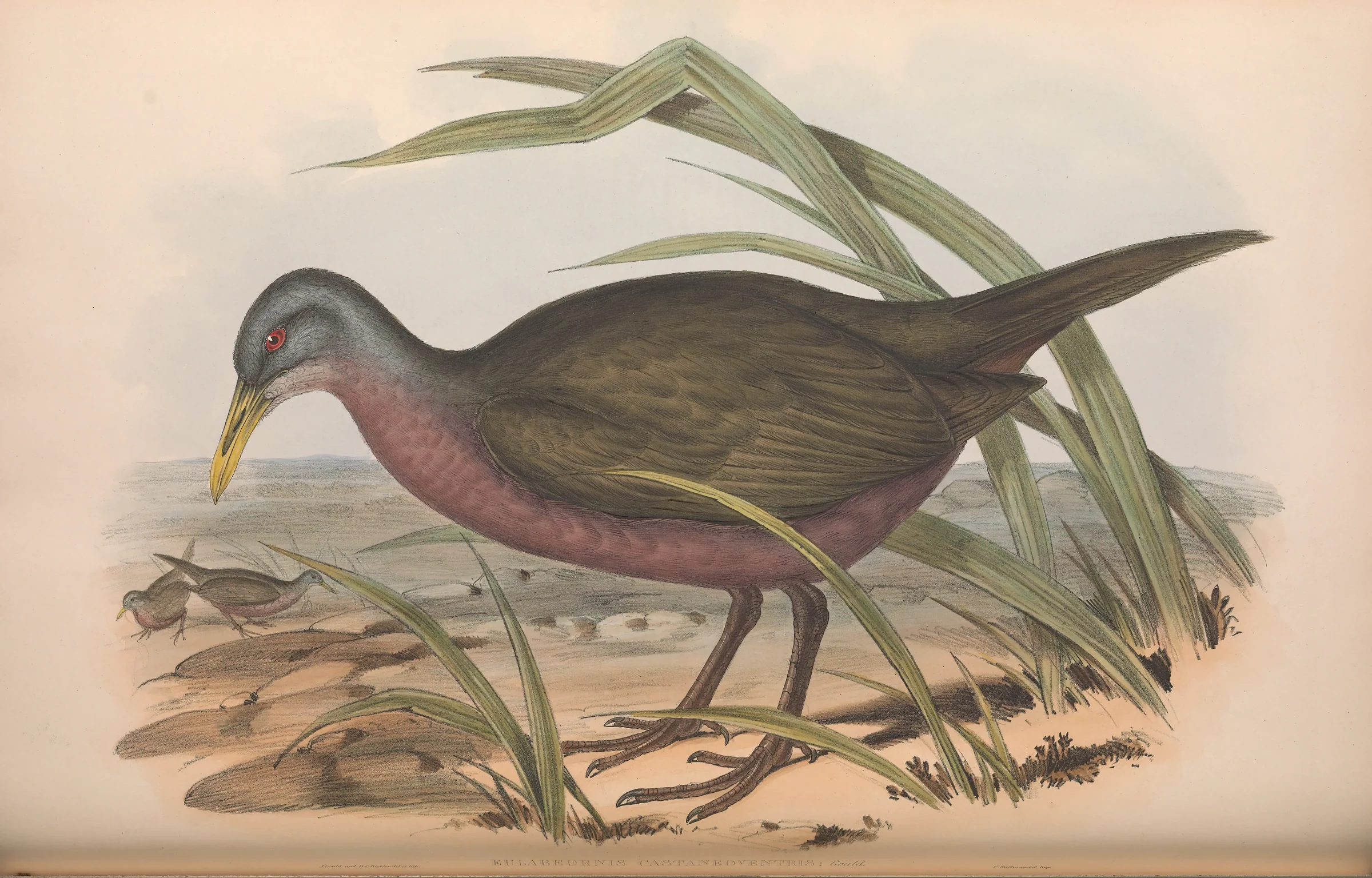 Historical bird plate: Chestnut Rail