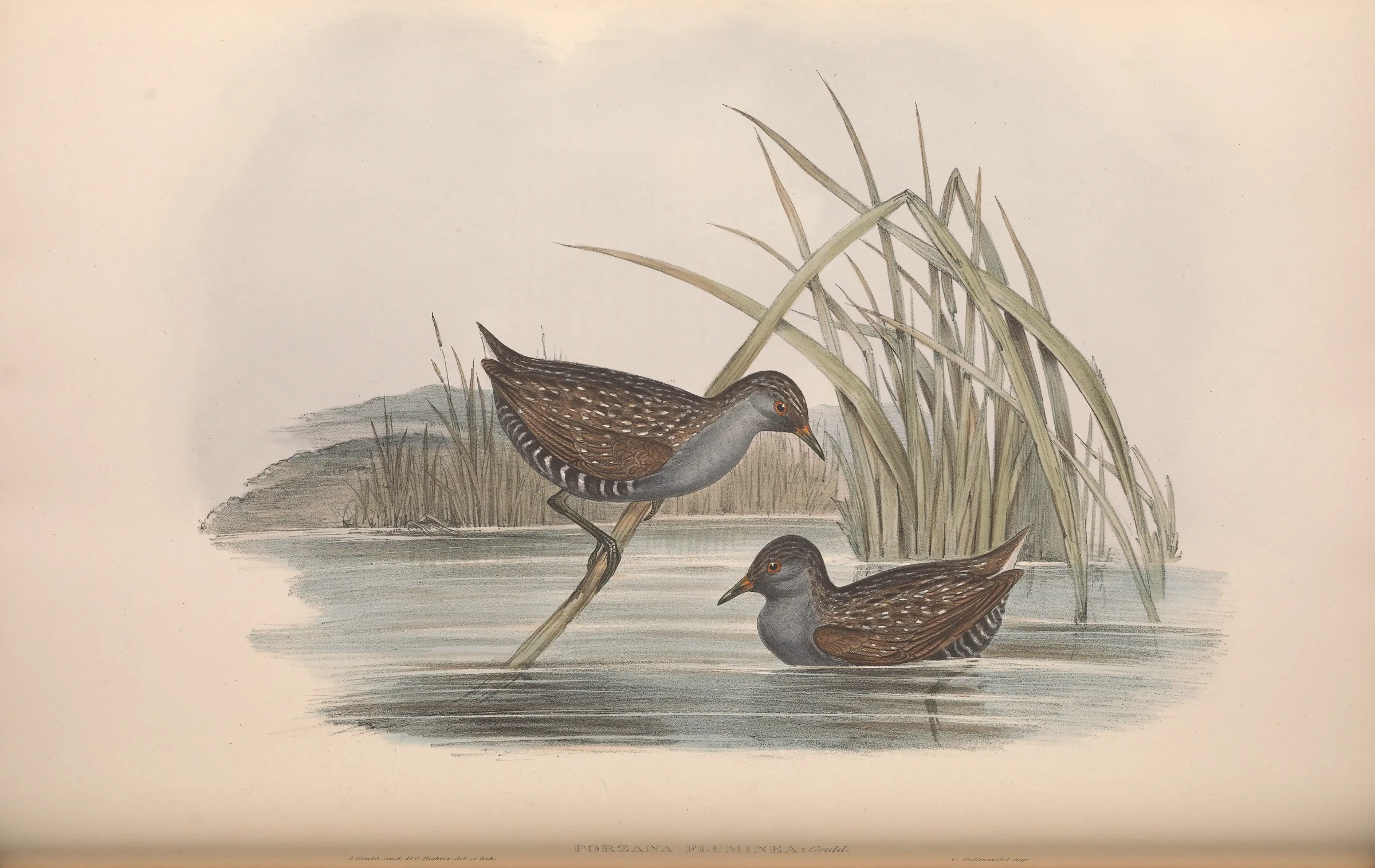 Historical bird plate: Australian Crake