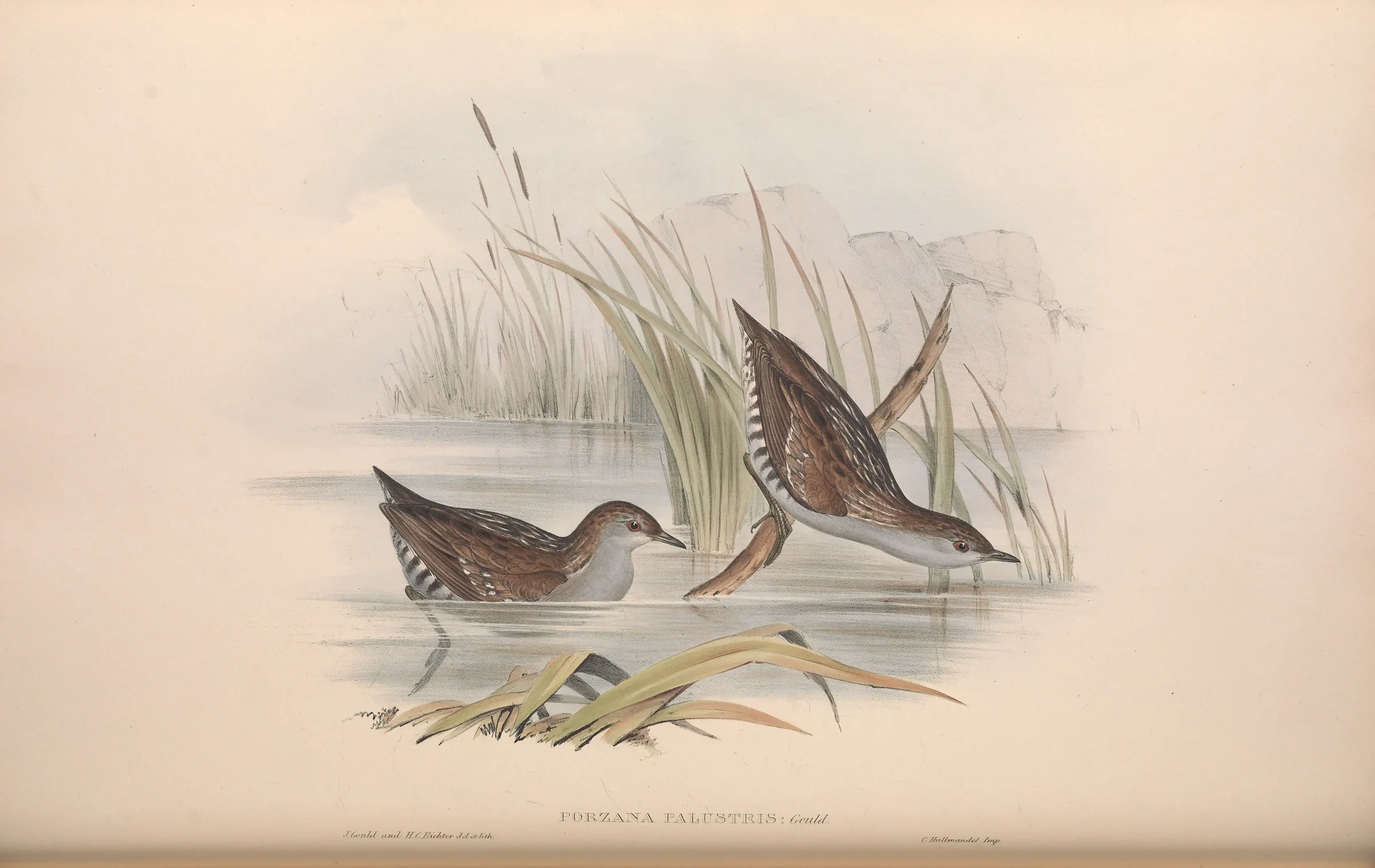 Historical bird plate: Baillon's Crake