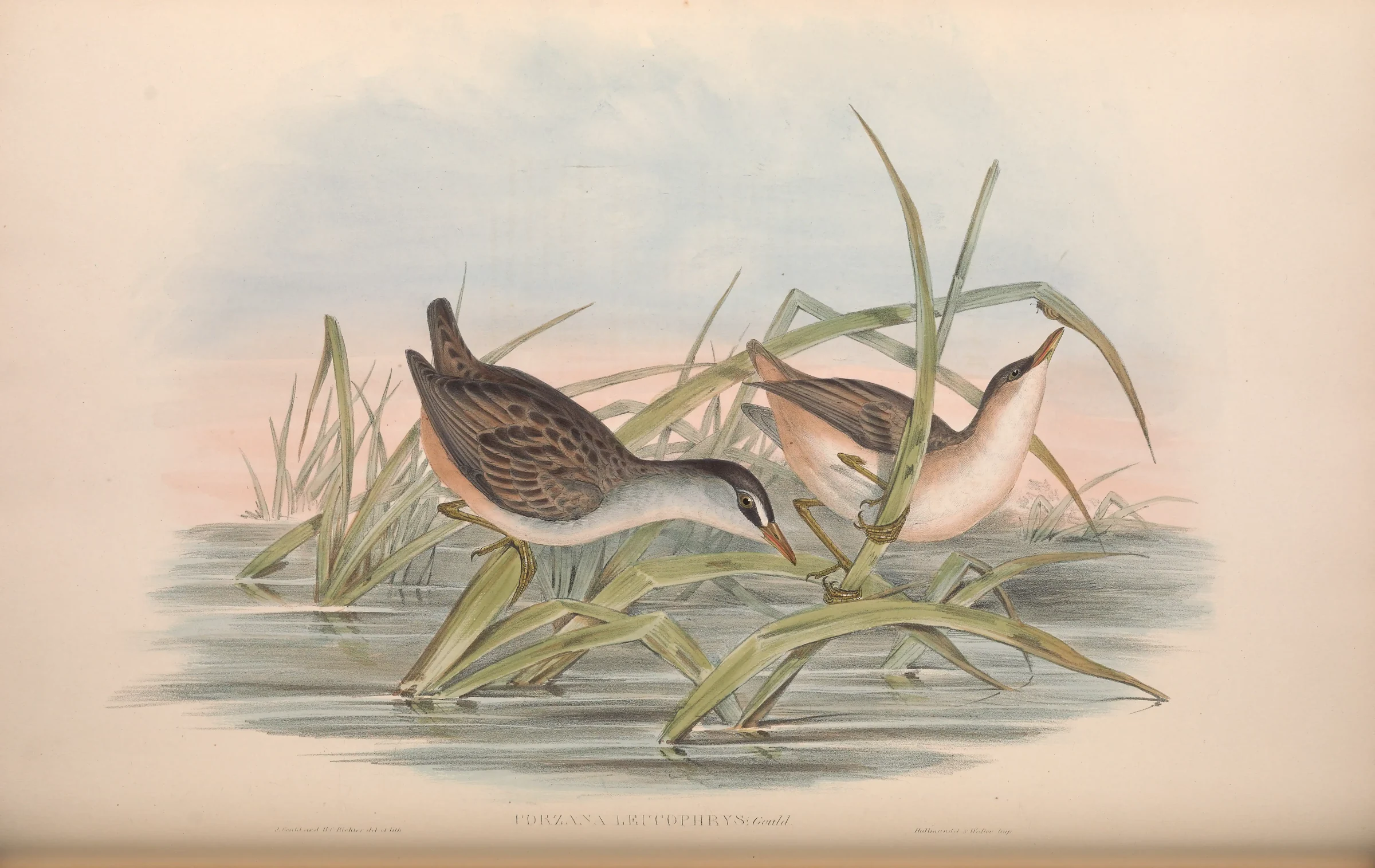 Historical bird plate: White-browed Crake