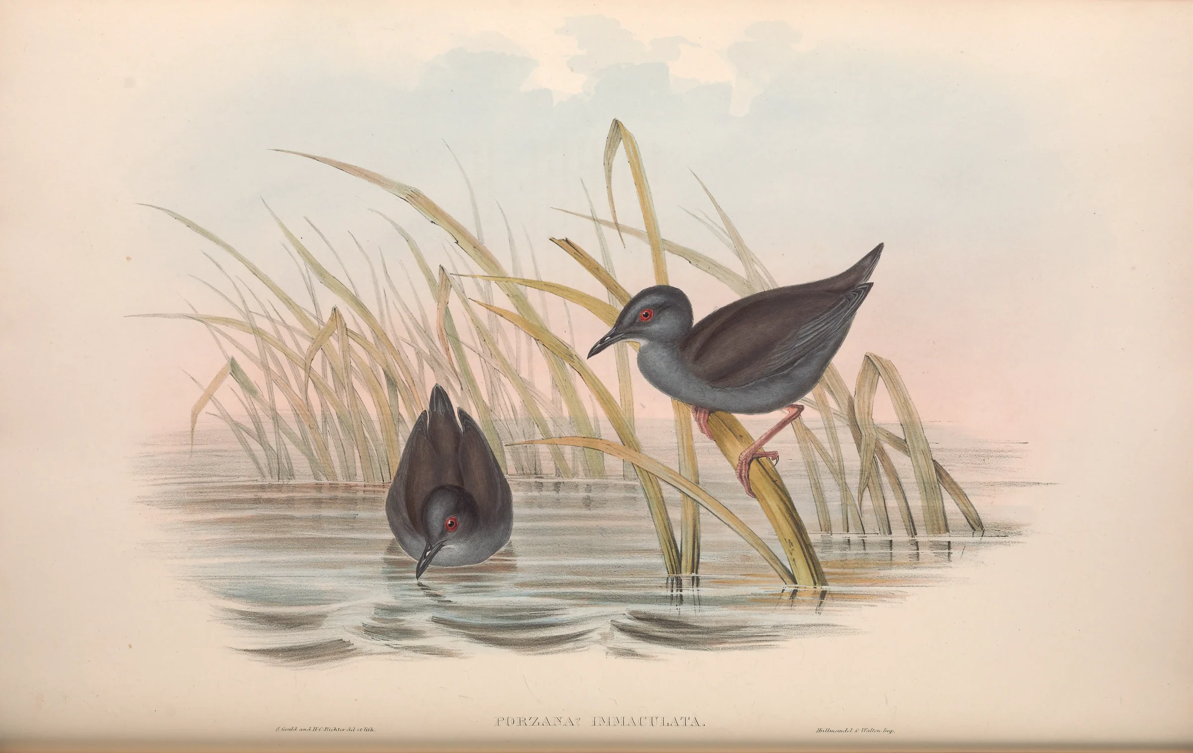 Historical bird plate: Spotless Crake