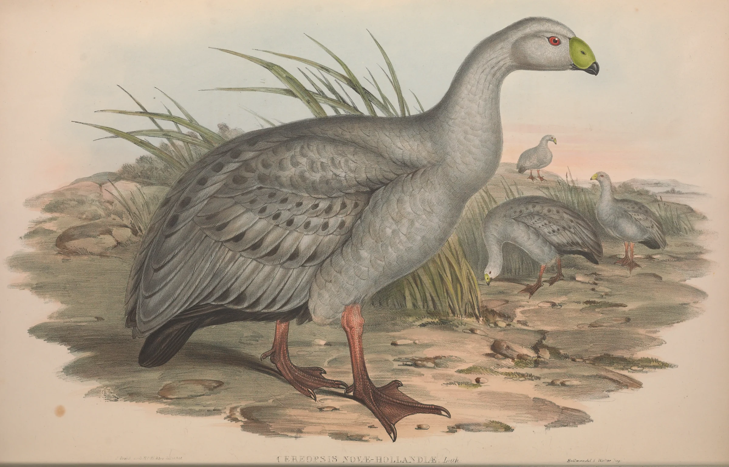 Historical bird plate: Cape Barren Goose
