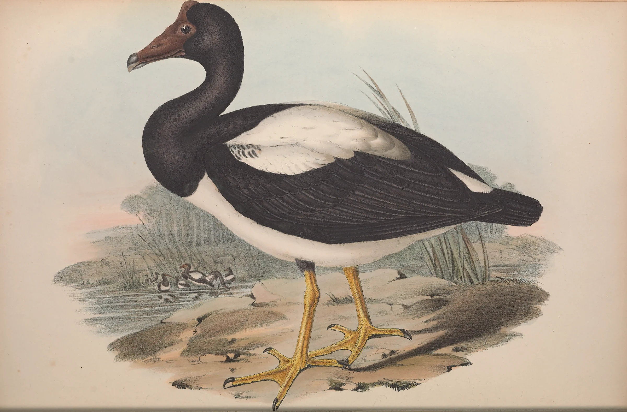 Historical bird plate: Magpie Goose