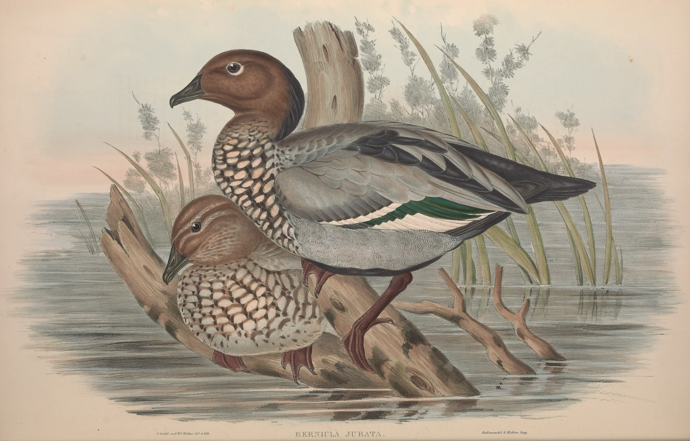 Historical bird plate: Maned Duck