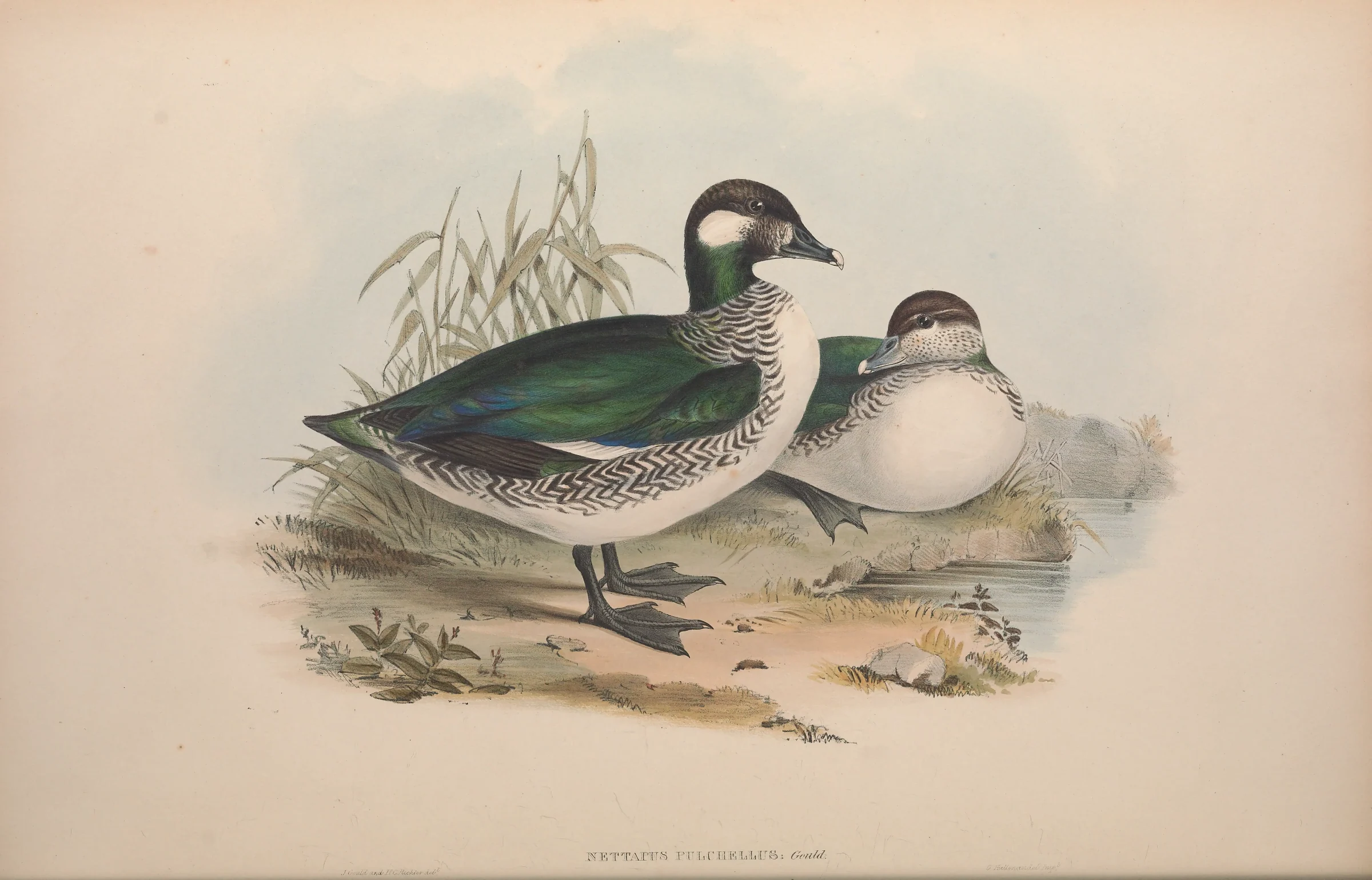 Historical bird plate: Green Pygmy Goose