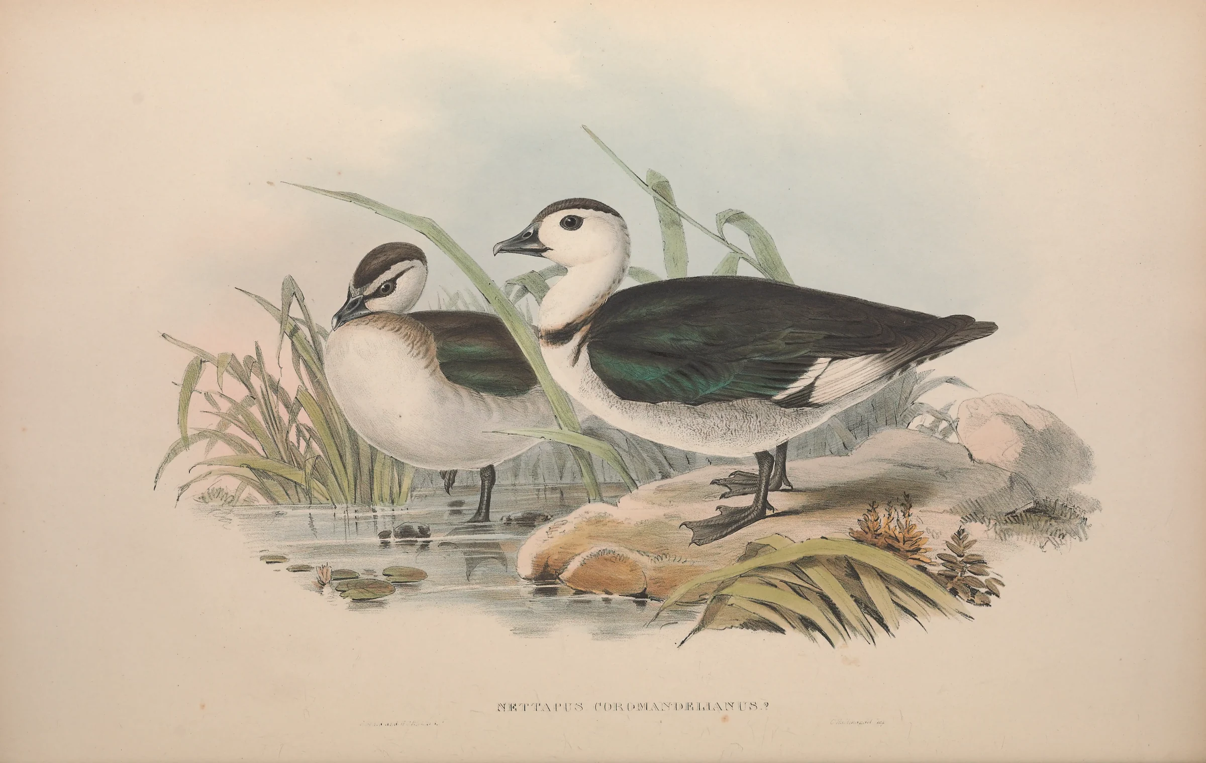 Historical bird plate: Cotton Pygmy Goose