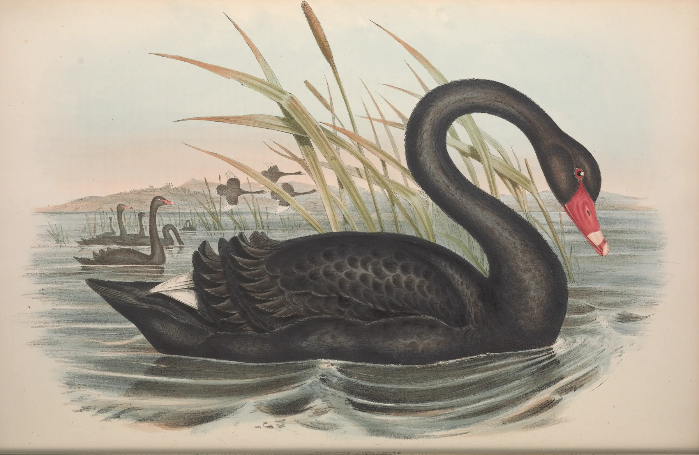 Historical bird plate: Black Swan