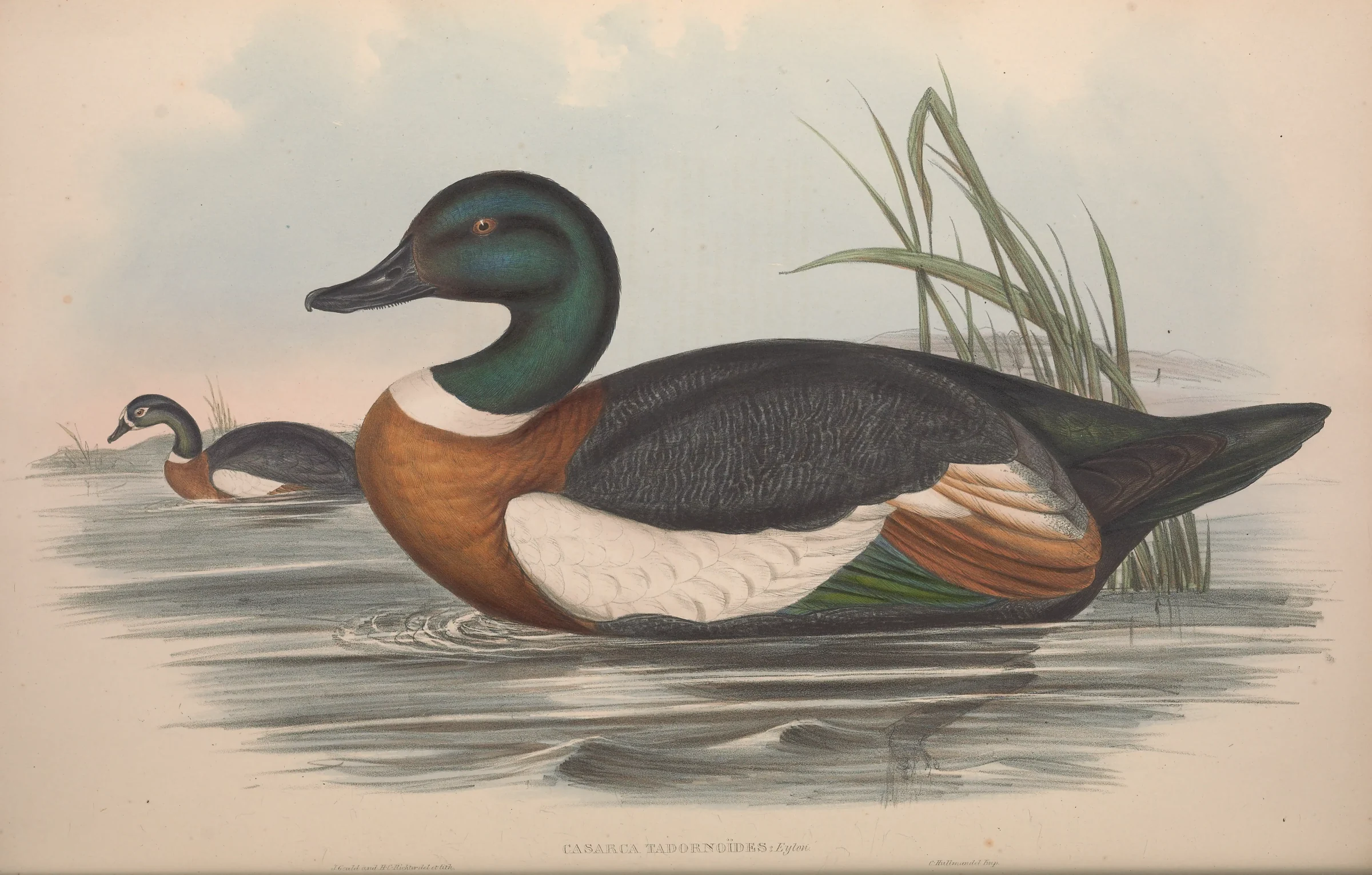 Historical bird plate: Australian Shelduck