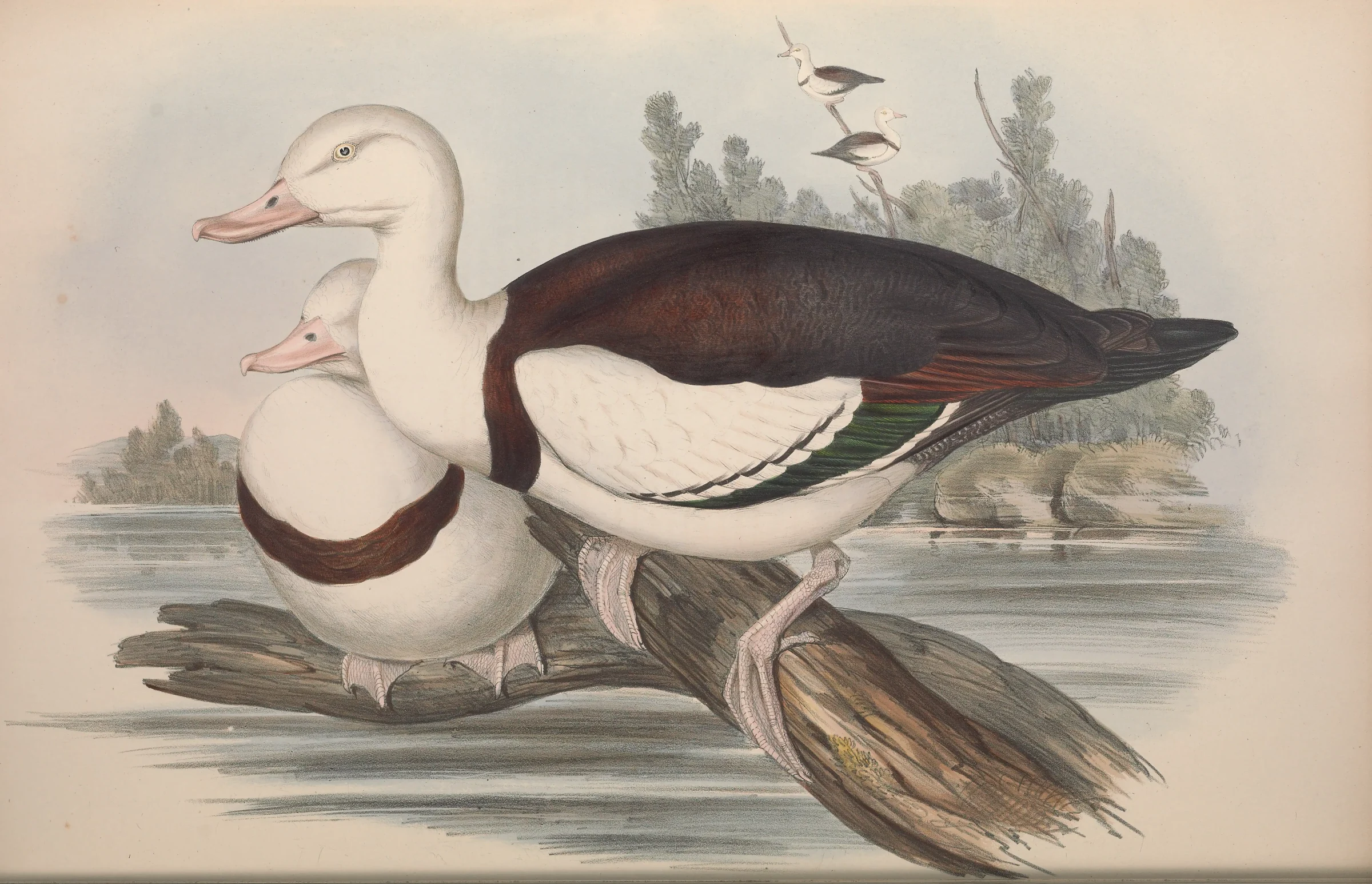 Historical bird plate: Radjah Shelduck