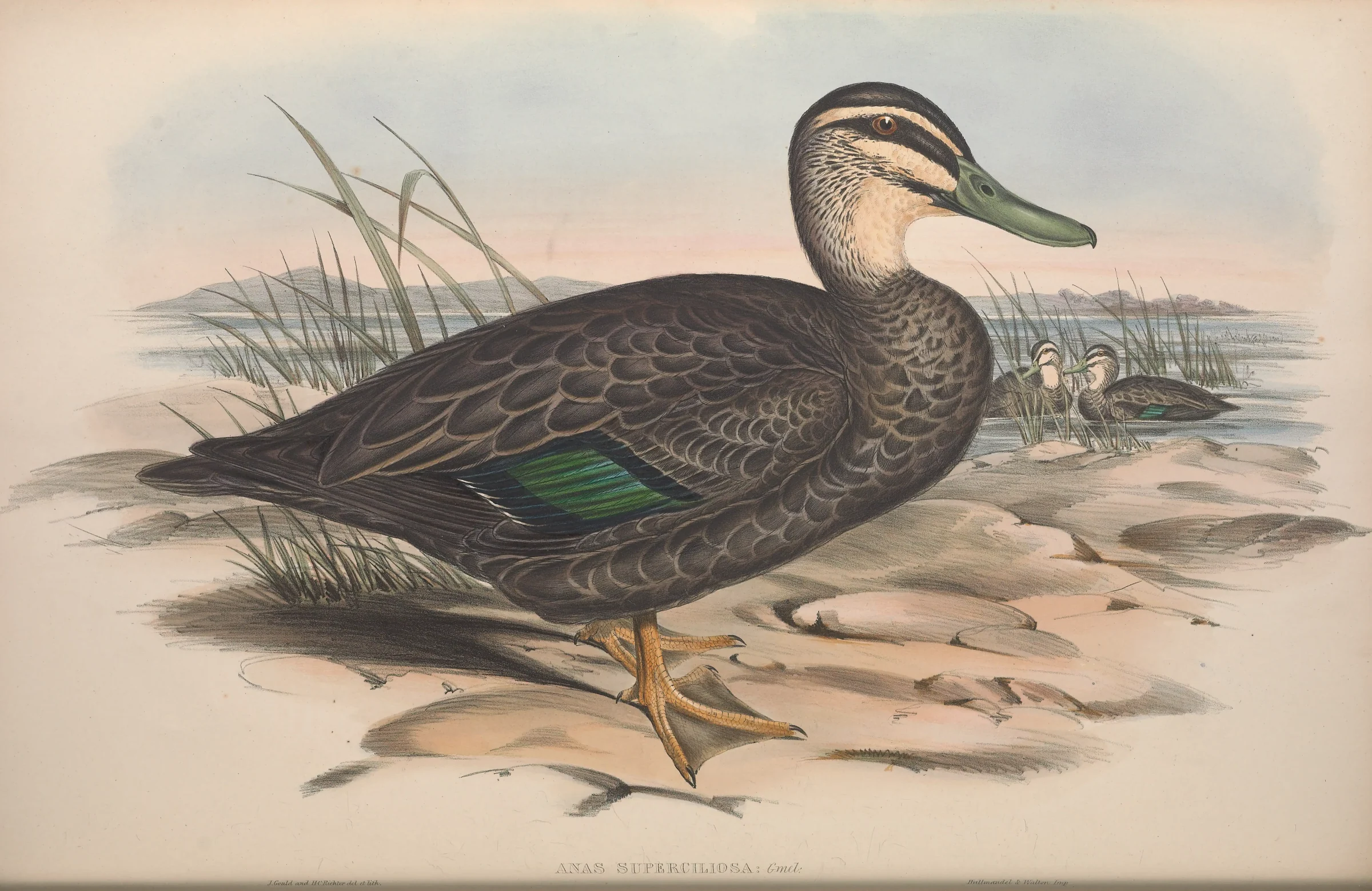 Historical bird plate: Pacific Black Duck