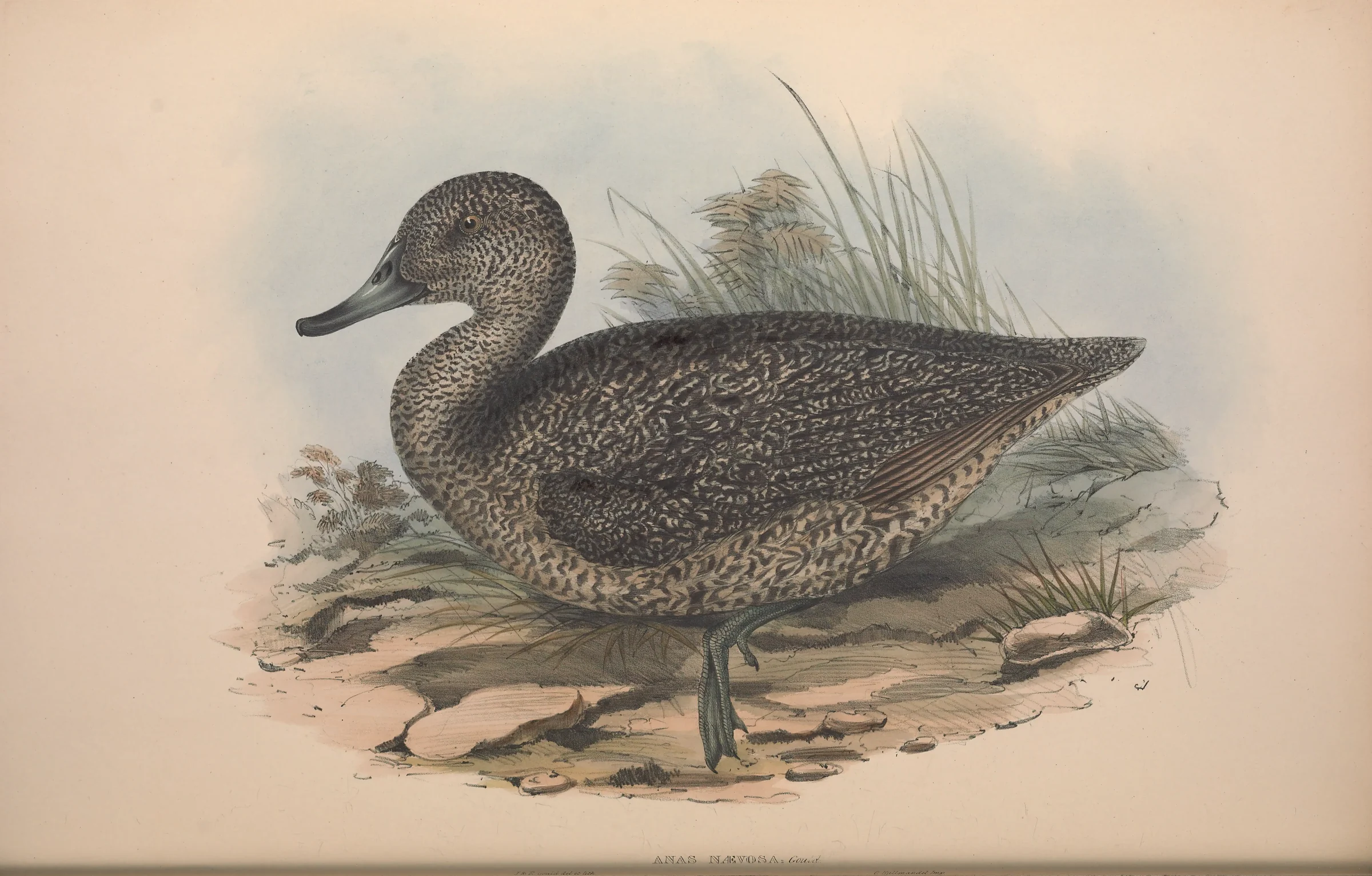 Historical bird plate: Freckled Duck