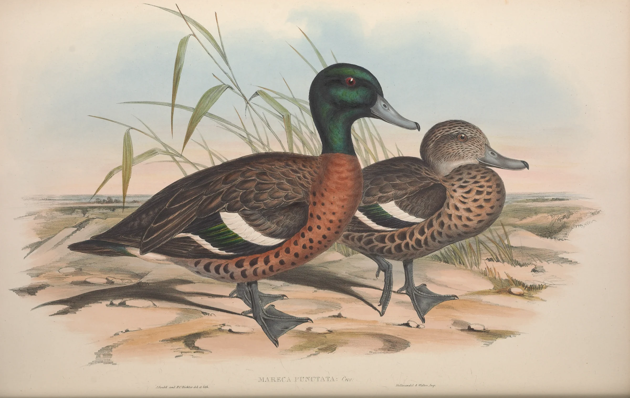 Historical bird plate: Chestnut Teal