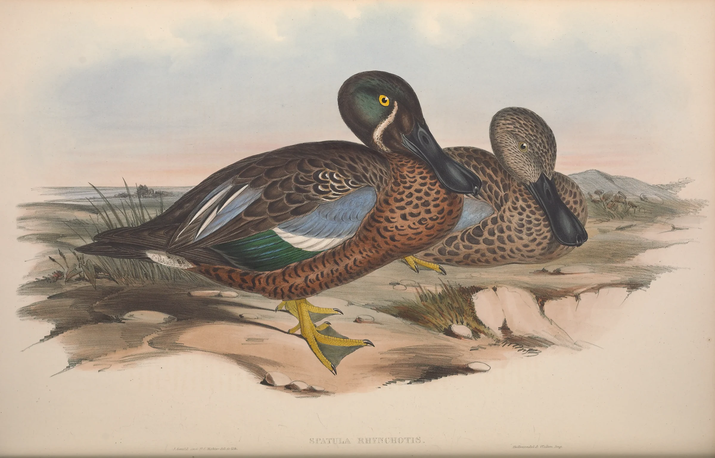 Historical bird plate: Australasian Shoveler