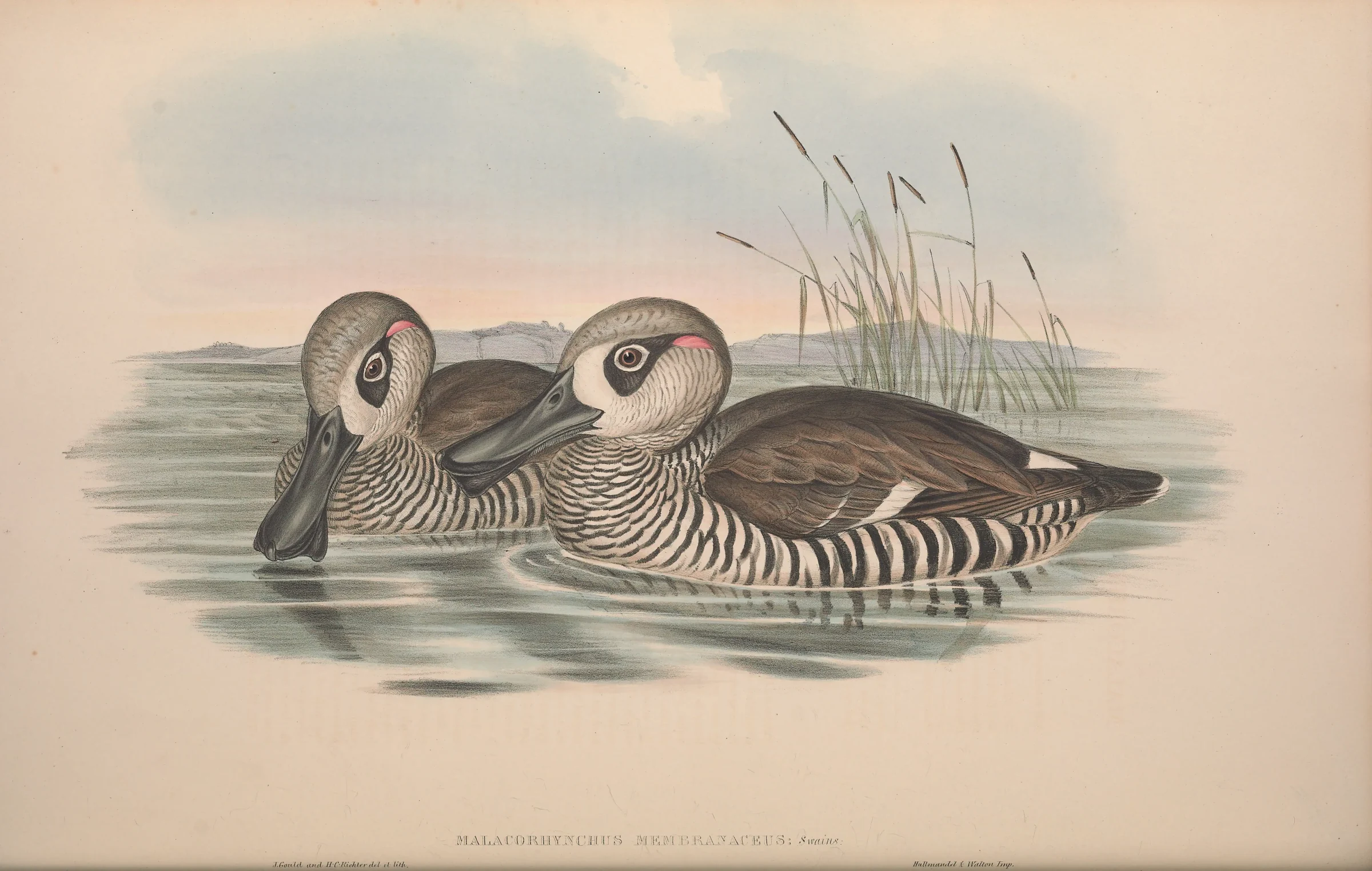 Historical bird plate: Pink-eared Duck