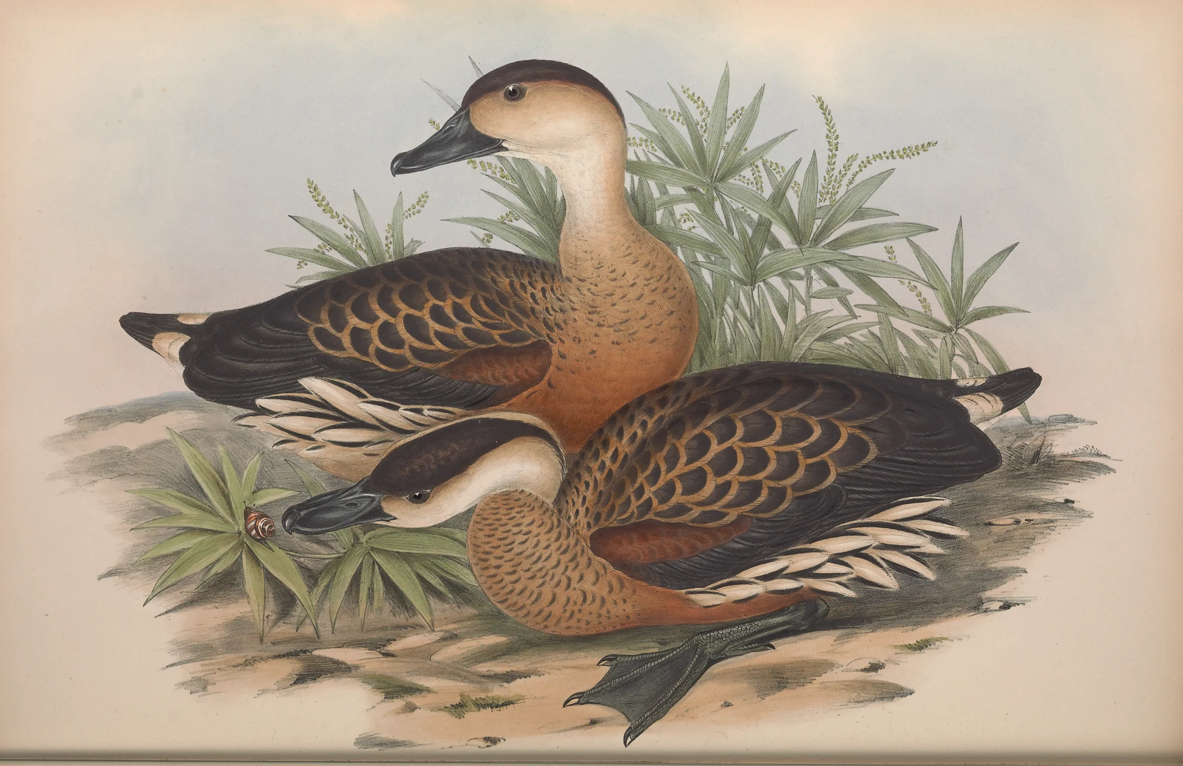 Historical bird plate: Wandering Whistling Duck