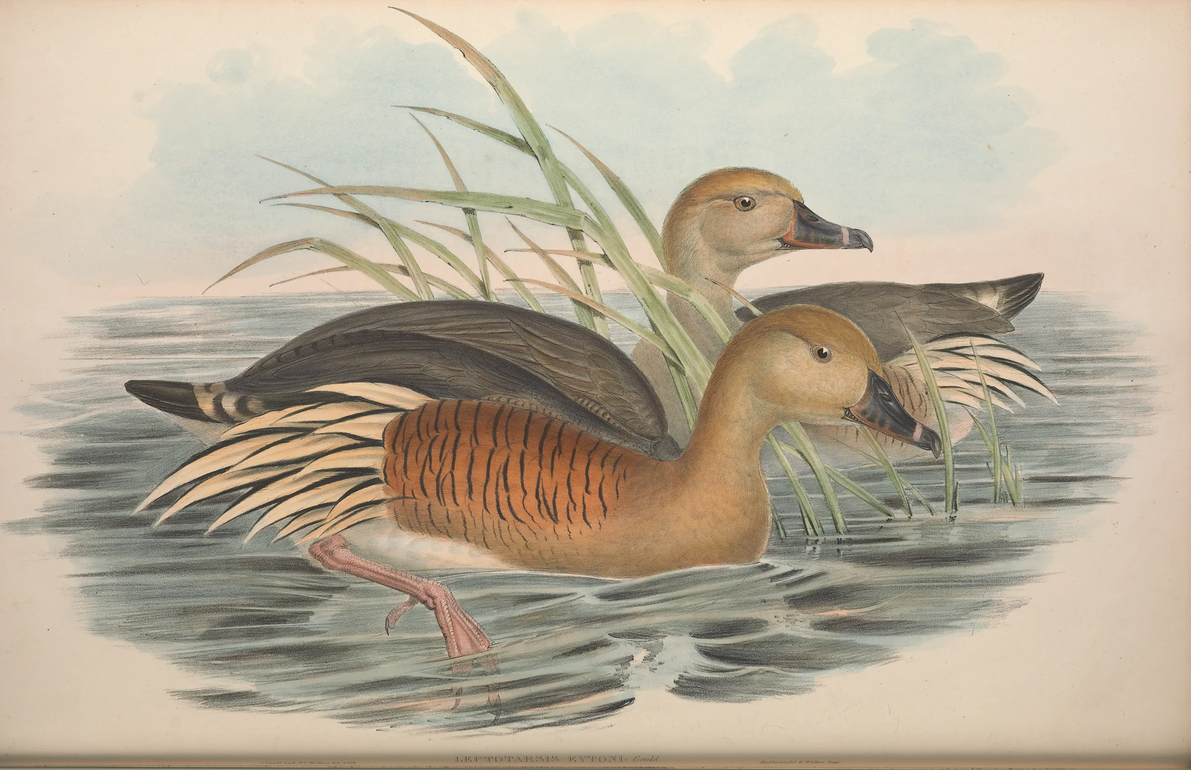 Historical bird plate: Plumed Whistling Duck